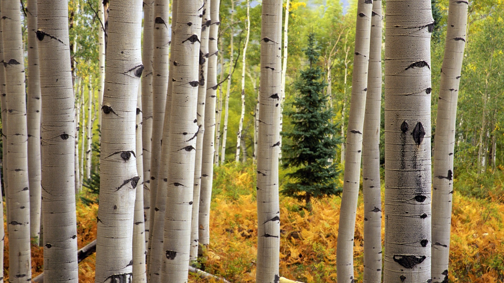 Aspen Trees, Nature's painters, Beautiful environment, Calming scenes, 1920x1080 Full HD Desktop