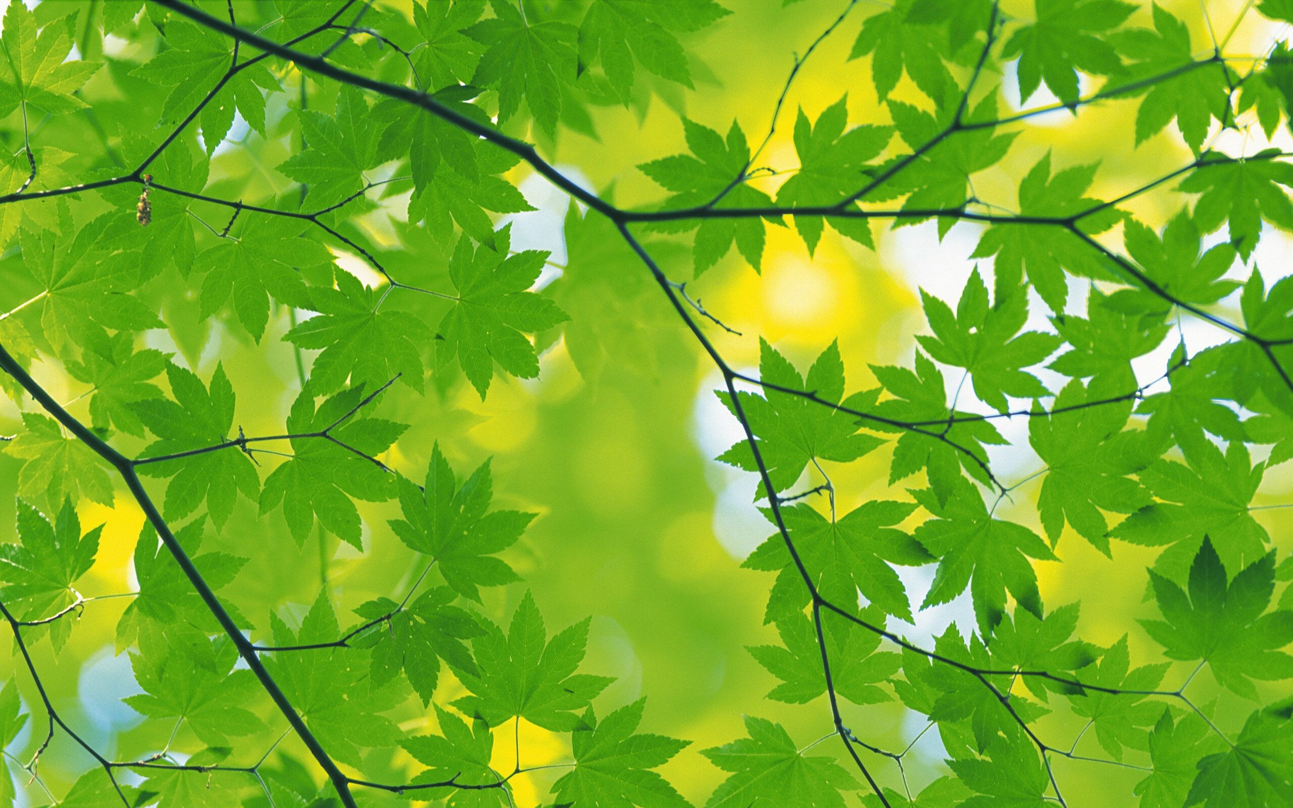 Green leaves inspiration, Verdant beauty, Leafy appreciation, Nature's artistry, 2560x1600 HD Desktop