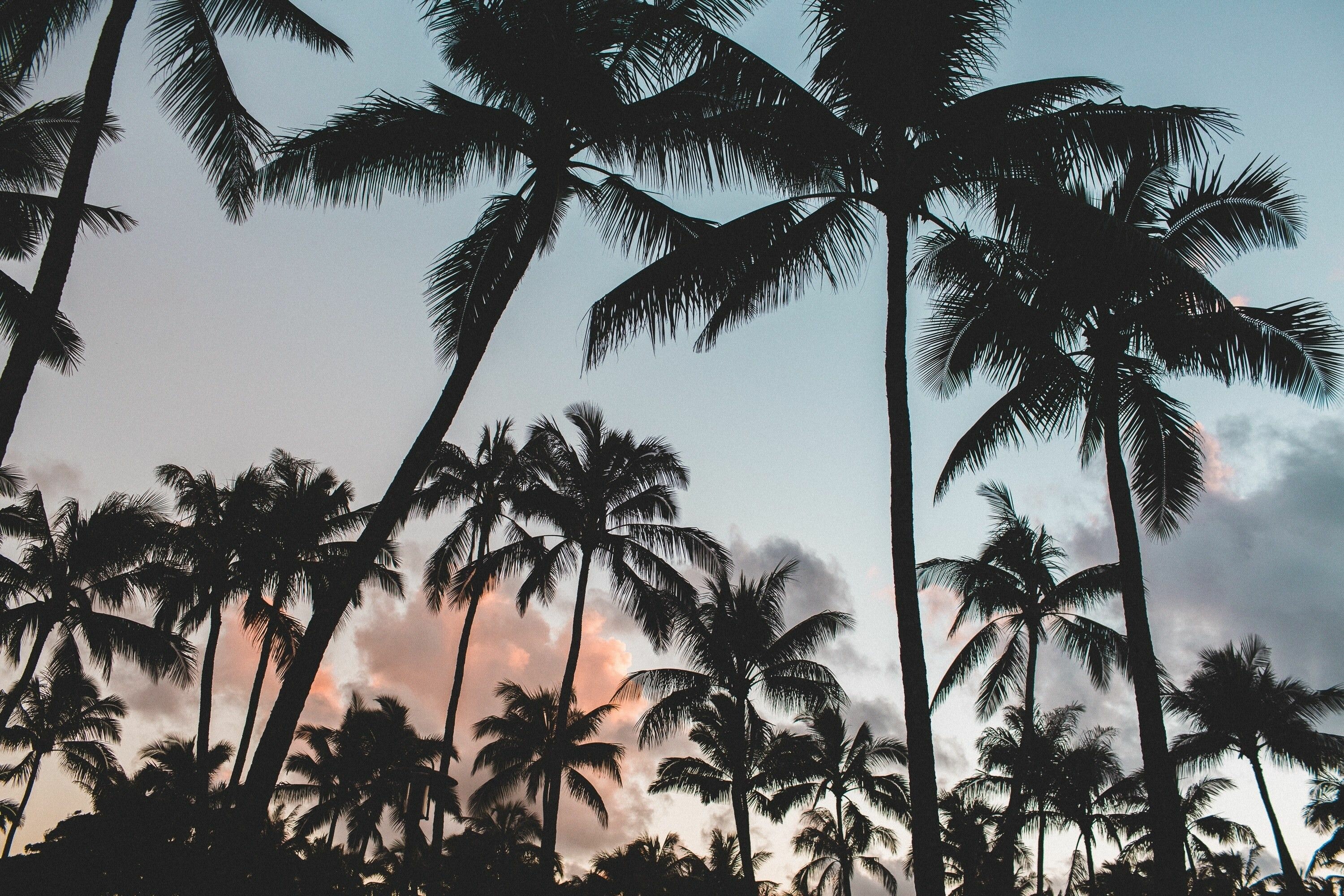Laptop palm tree wallpapers, Productivity inspiration, Tropical escape, Digital paradise, 3000x2000 HD Desktop