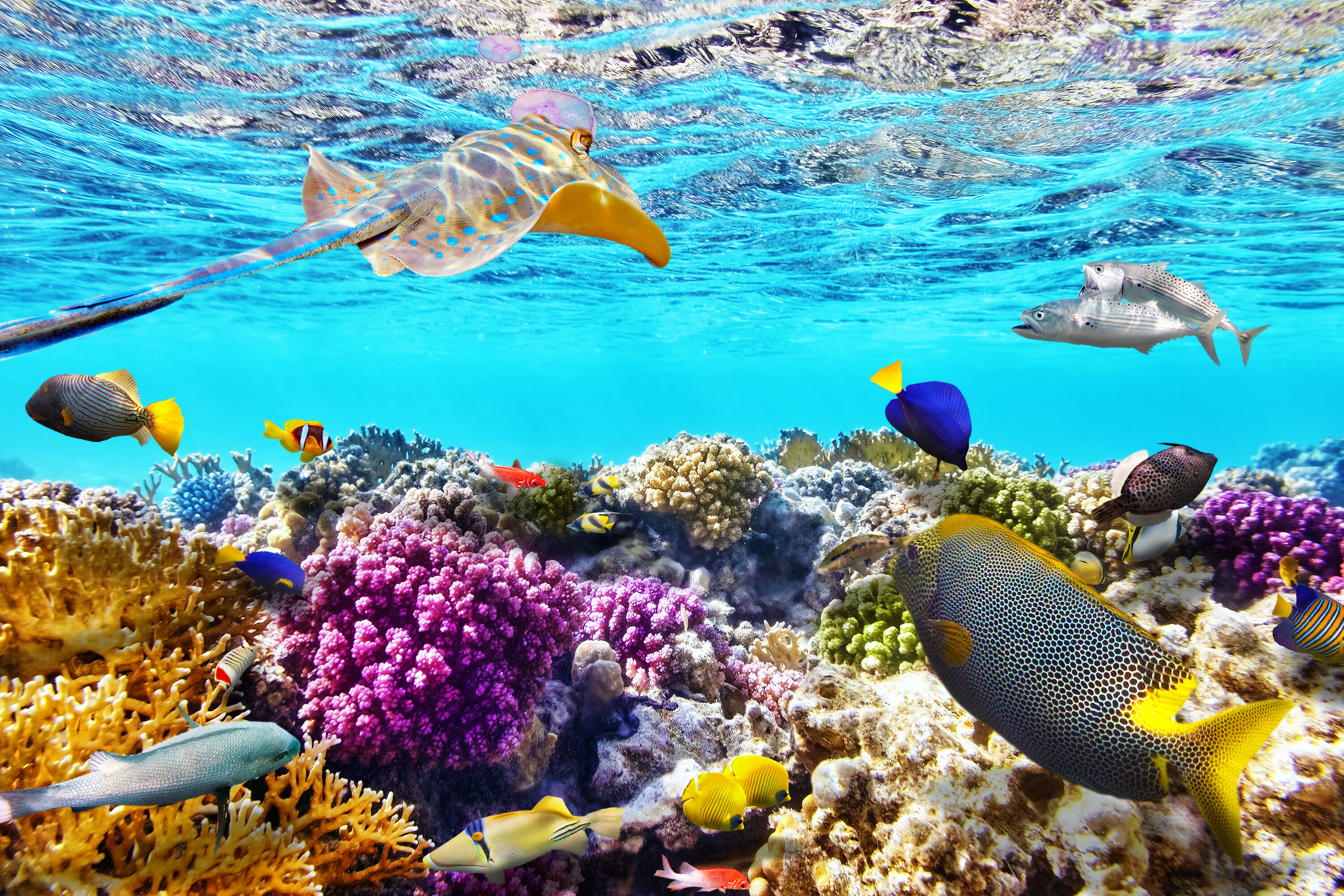 Great Barrier Reef wallpapers, Earth's underwater wonder, Vibrant coral life, Mesmerizing marine diversity, 3000x2000 HD Desktop
