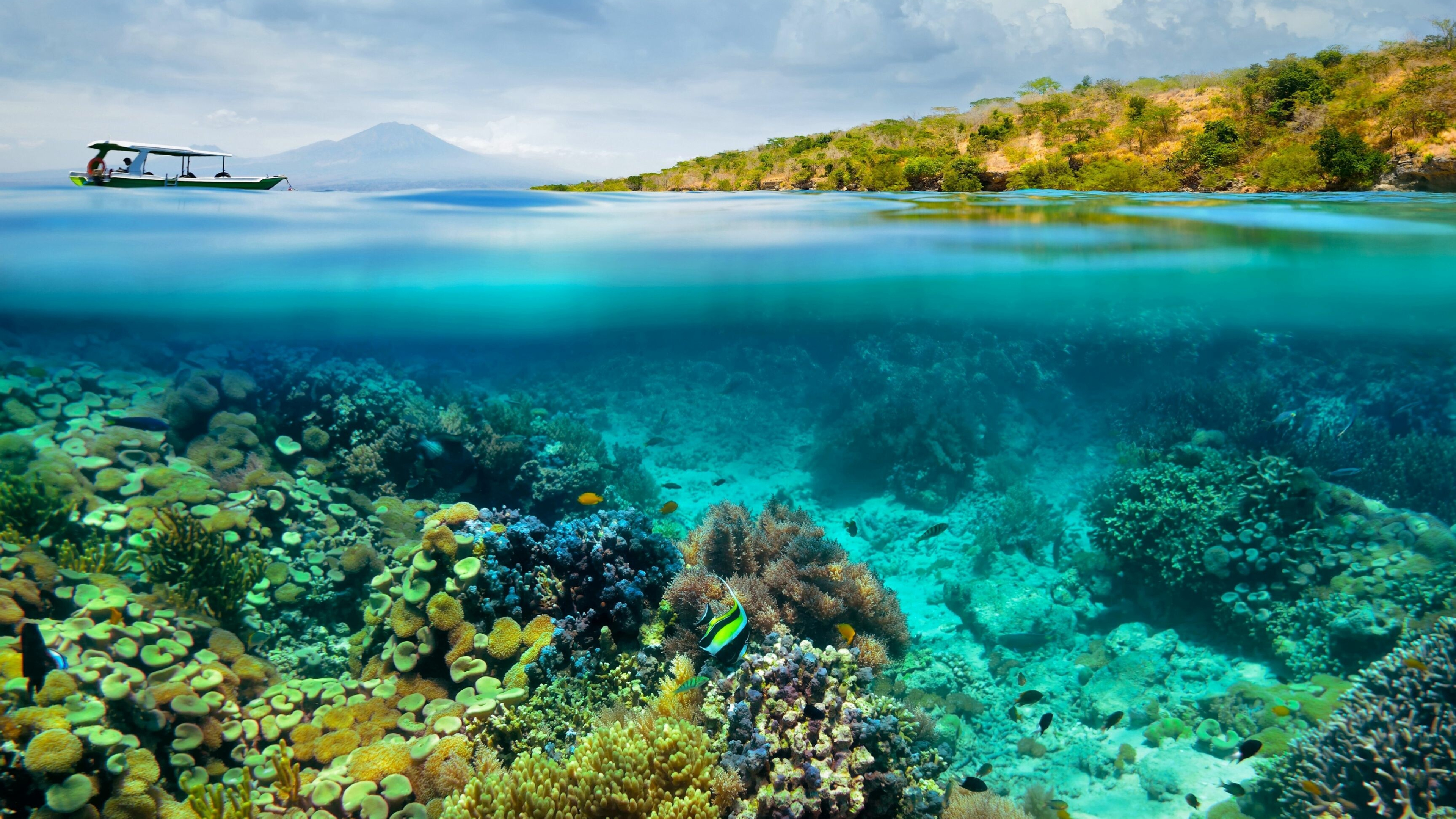 Coral wallpaper, Captivating underwater beauty, Colorful marine life, Tranquil coral ecosystems, 3840x2160 4K Desktop