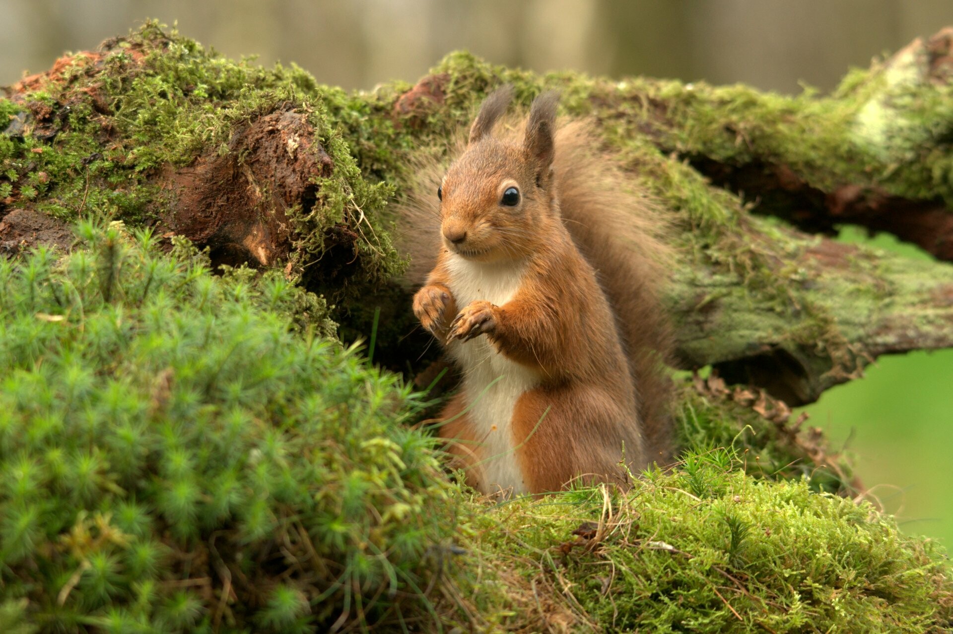 Squirrel, 4K Ultra HD, Squirrel wallpapers, Nature, 1920x1280 HD Desktop