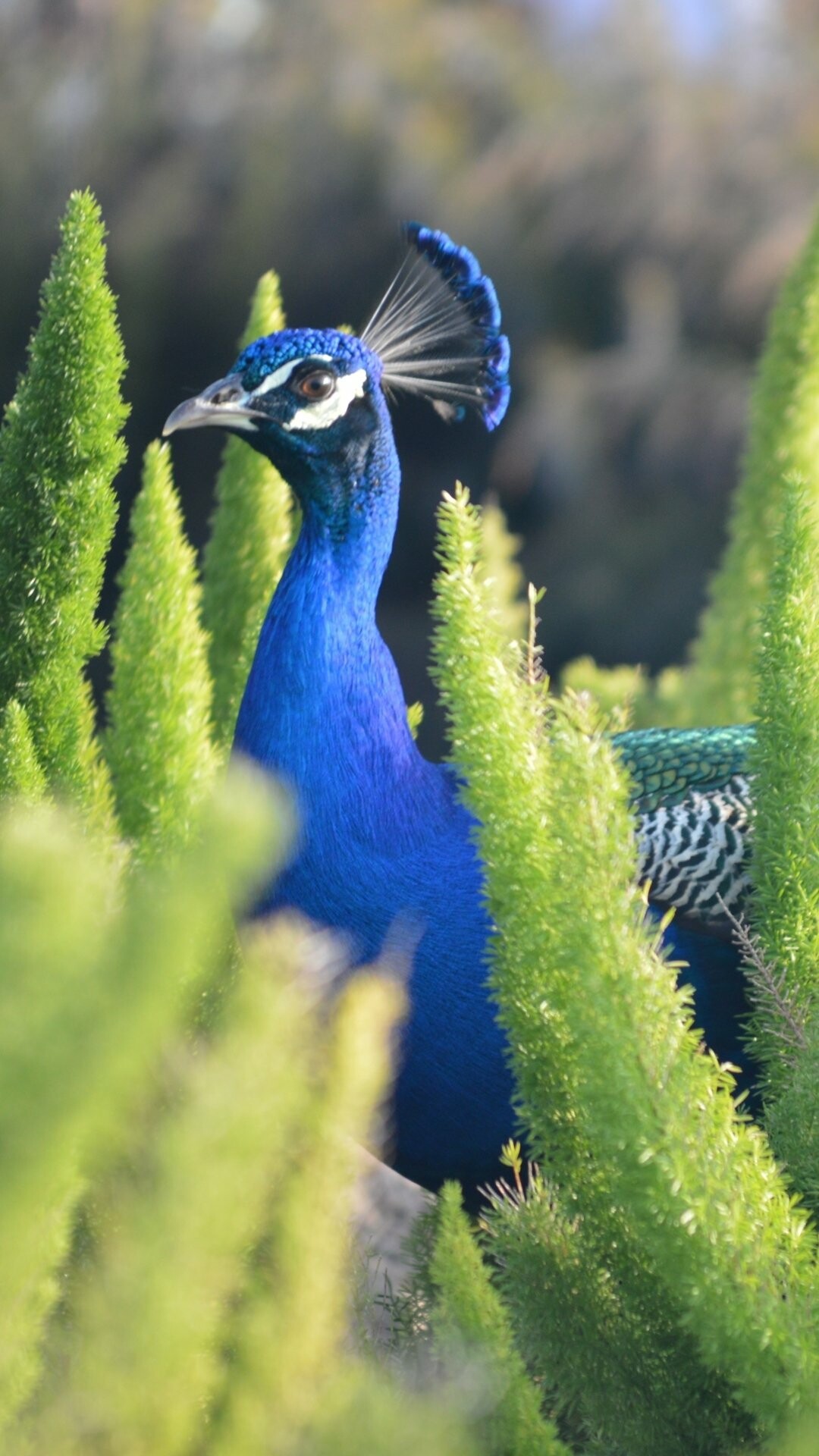 Animal peacock, Striking beauty, Nature's marvel, Majestic creature, 1080x1920 Full HD Phone