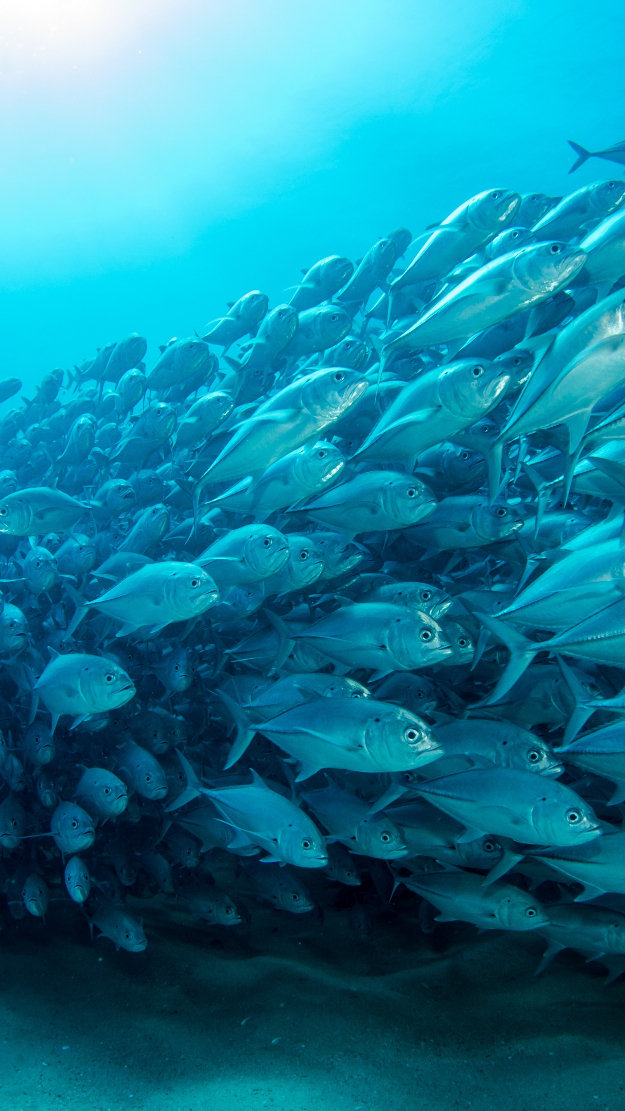 Bigeye trevally school, Silver wall of fish, Sandy seabed below, 4K Phone wallpaper