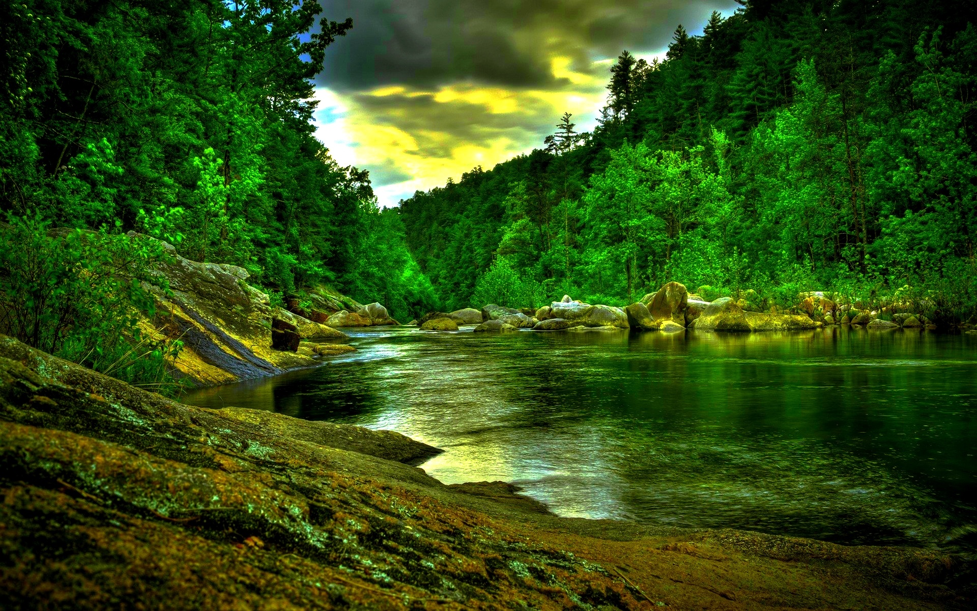 Vivid rainforest, Nature's wonders, Room's oasis, Hoh rainforest charm, 1920x1200 HD Desktop