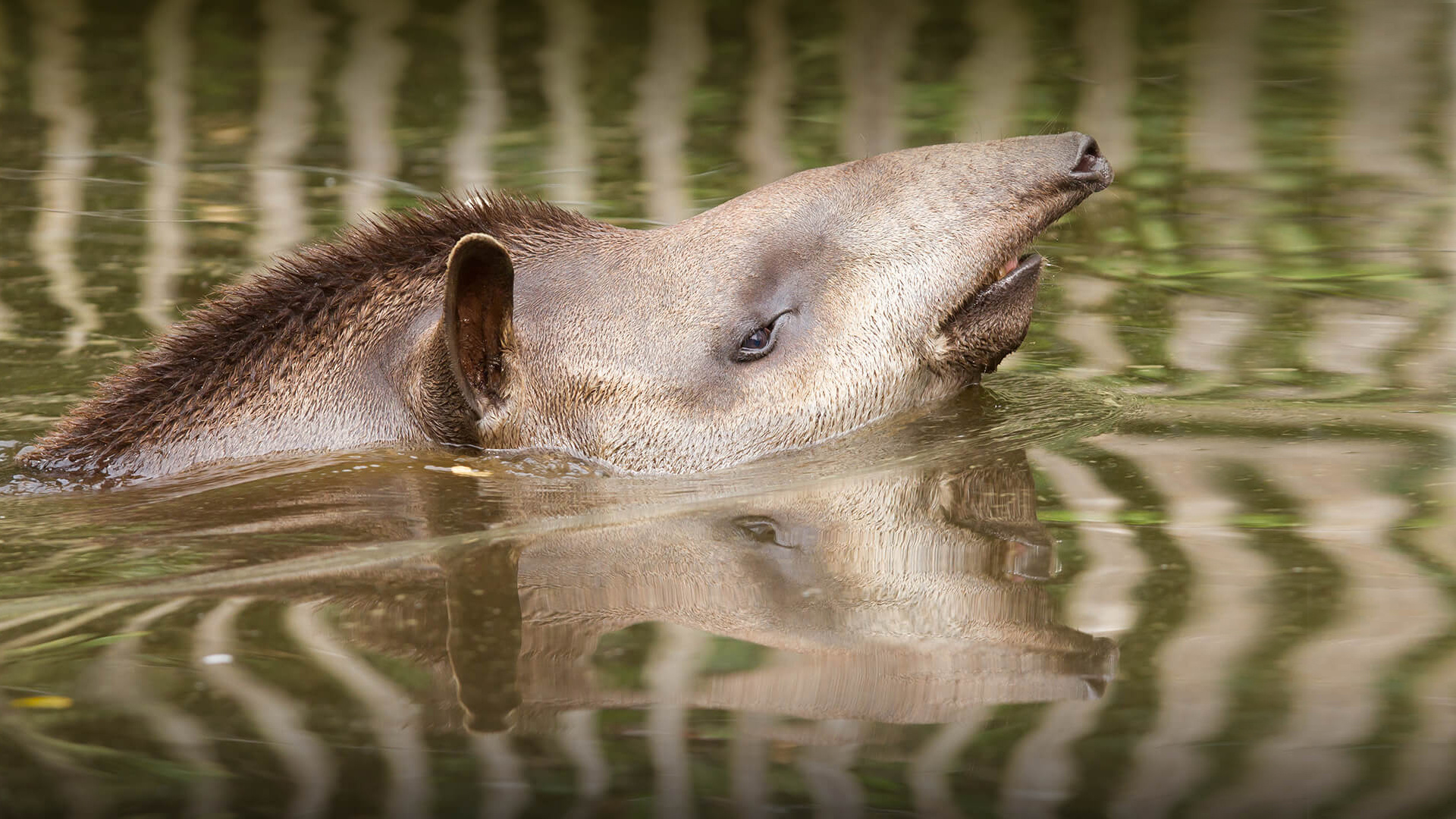 Tapir, Baird's Tapir, Wallpaper posted, John Johnson, 1920x1080 Full HD Desktop