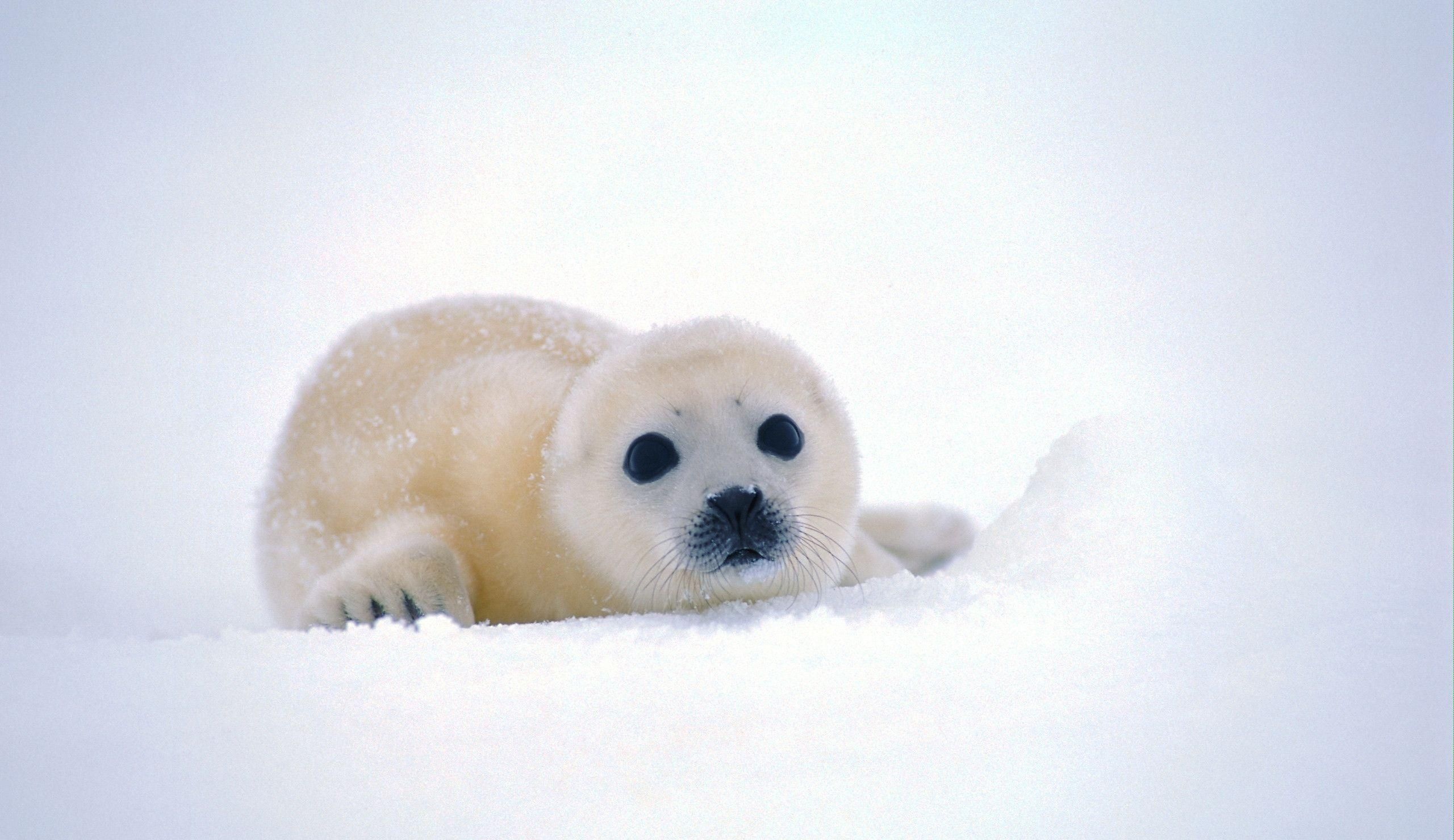 Harp seal pup, Fluffy whitecoat fur, Fresh Arctic snow, HD Desktop wallpaper