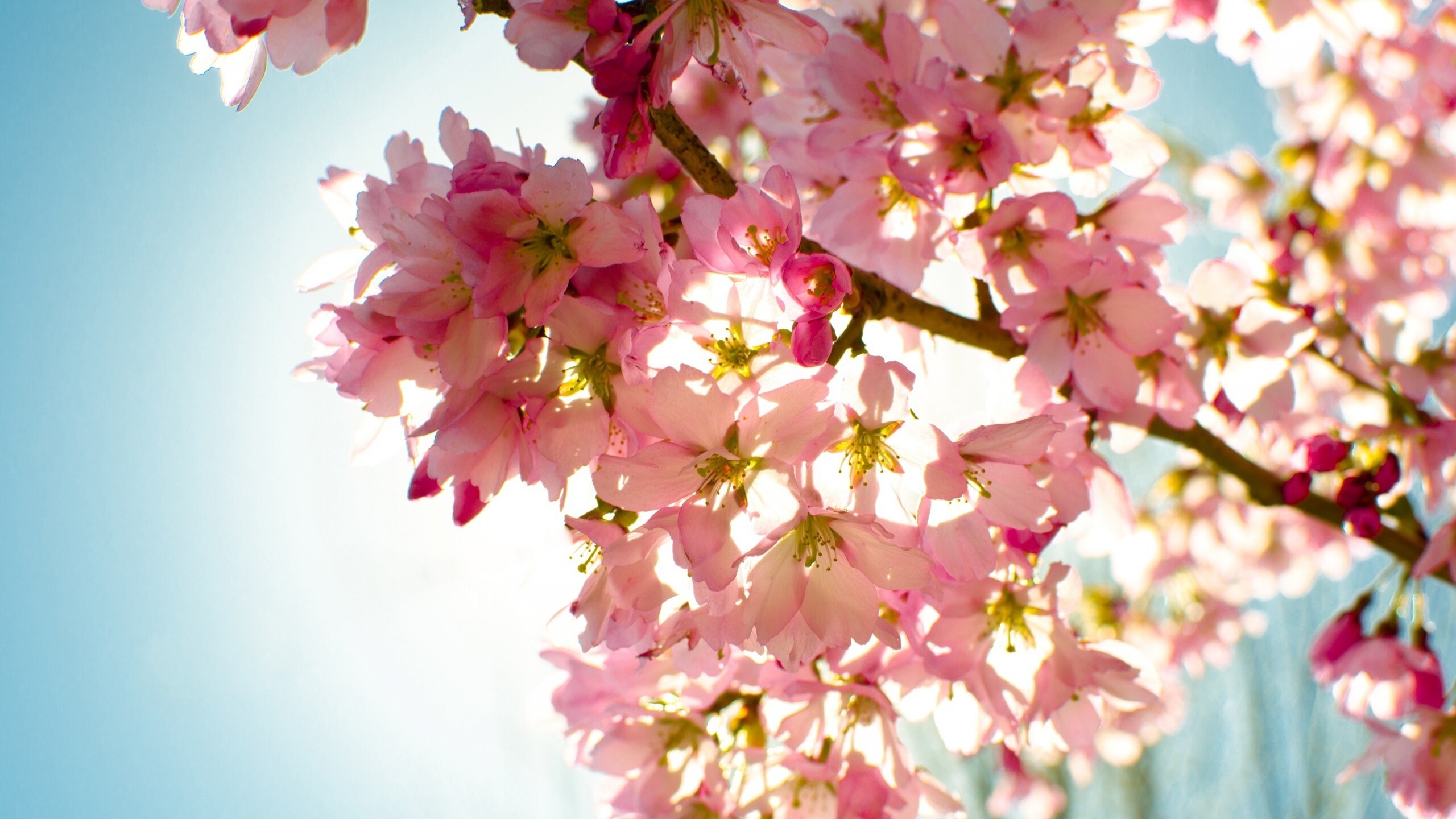 Pink cherry blossoms, Sunlit blooming tree branch, Bright blue sky, HD Desktop wallpaper