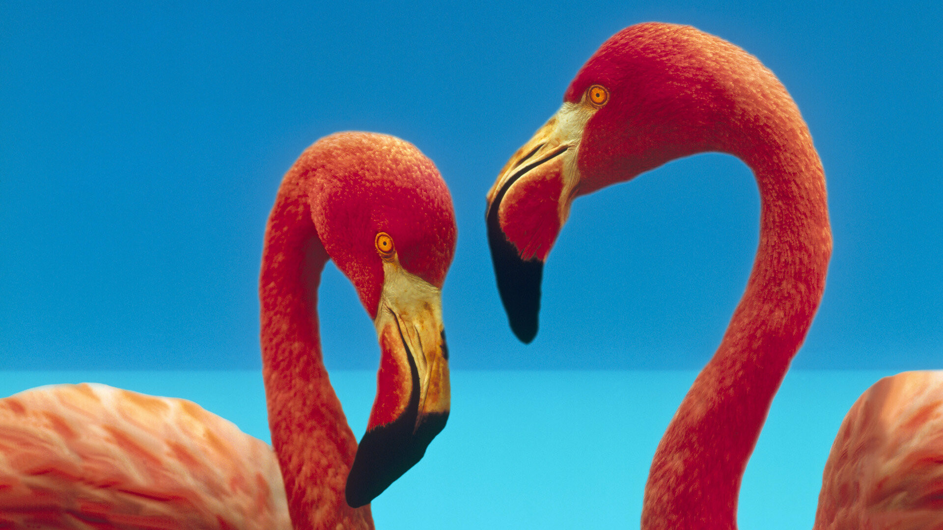 Vibrant flamingo, Artistic desktop wallpaper, Nature's masterpiece, Majestic wildlife, 1920x1080 Full HD Desktop