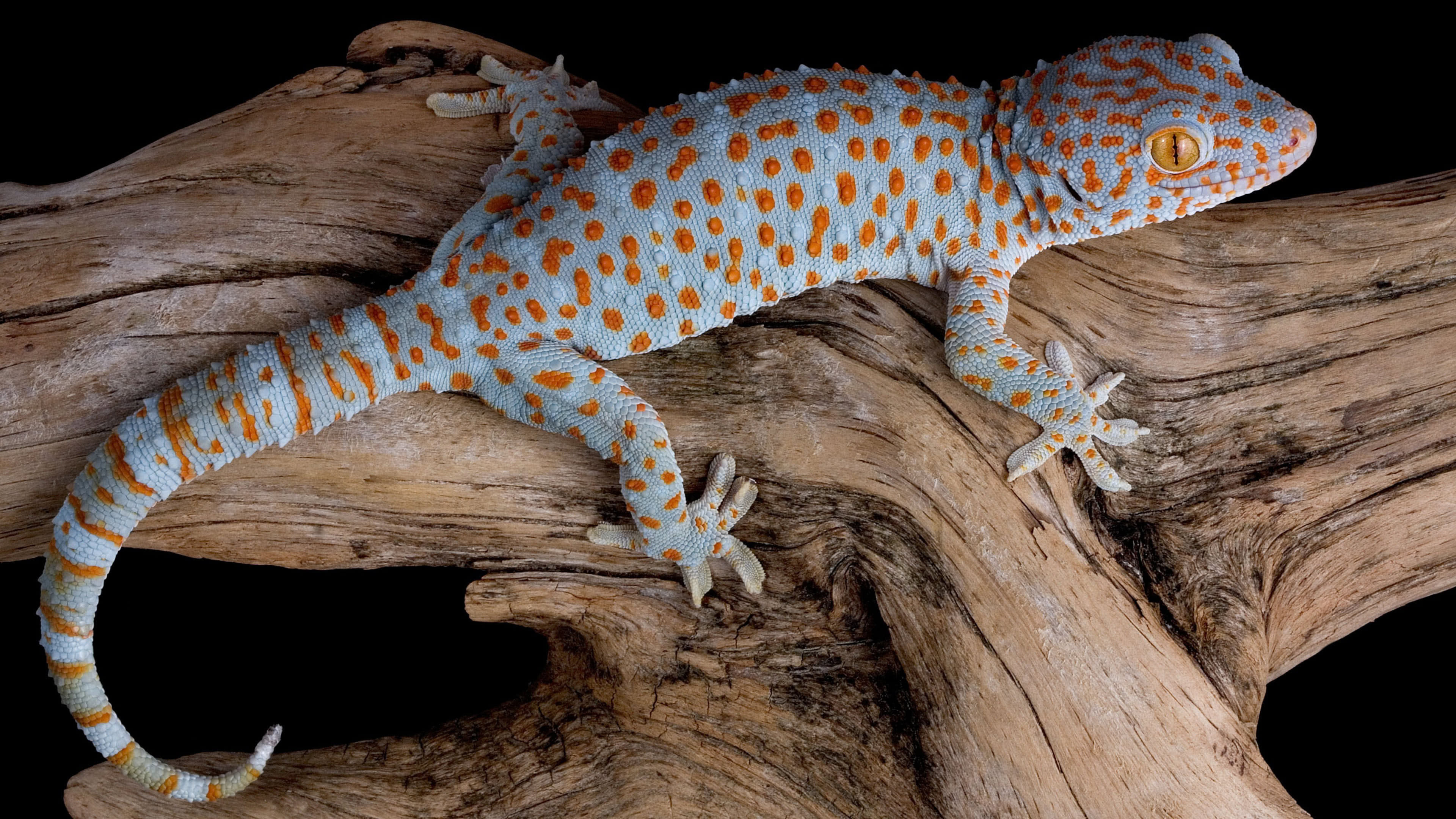 Tokay gecko excellence, Stunning reptile, Detailed designs, Ultra HD beauty, 3840x2160 4K Desktop