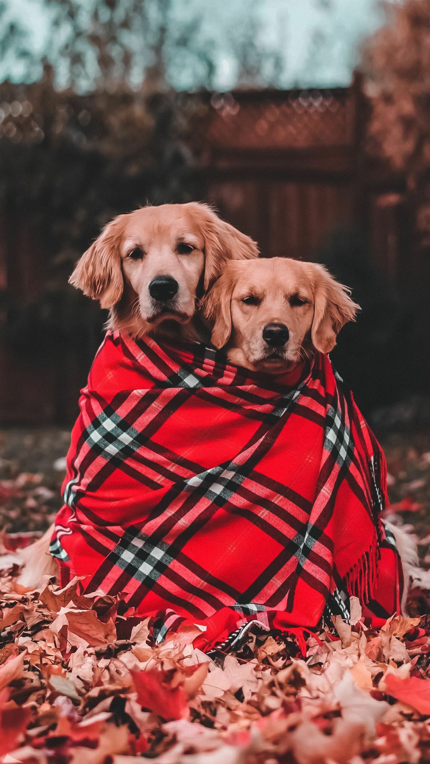 Couple, Golden Retrievers Wallpaper, 1440x2560 HD Phone