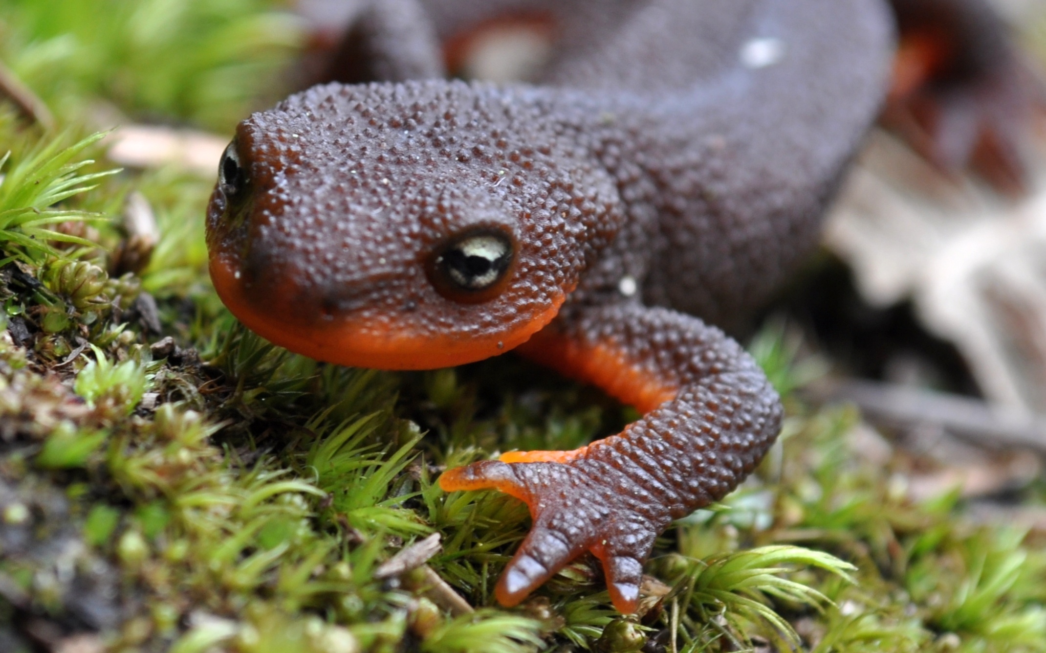 Red-bellied newt, Salamander Wallpaper, 2140x1340 HD Desktop