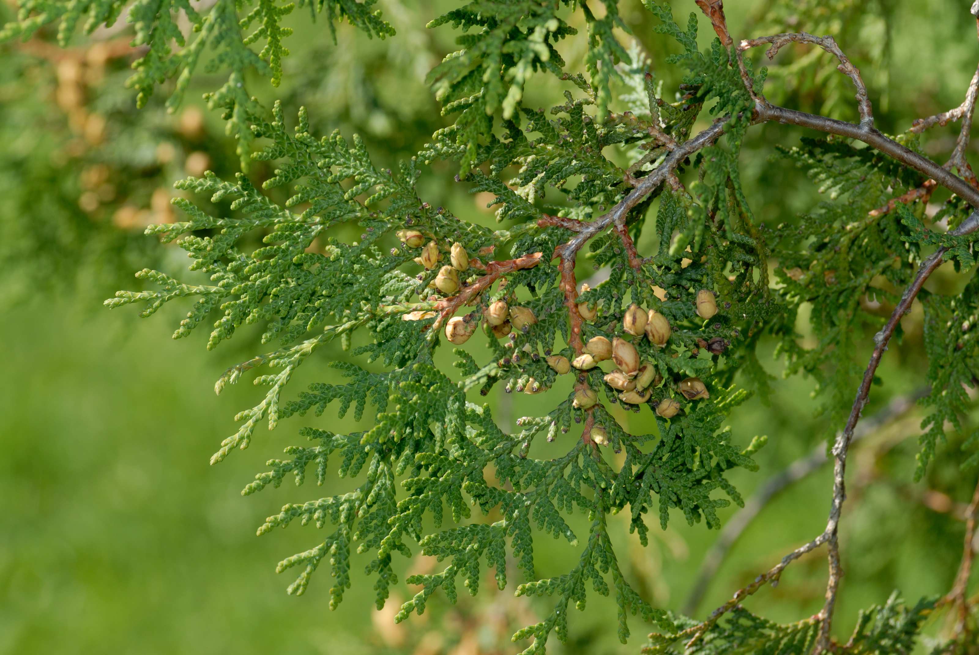 Adult Thuja leaves, Varieties and types, Botanical wonders, Nature's art, 3200x2150 HD Desktop
