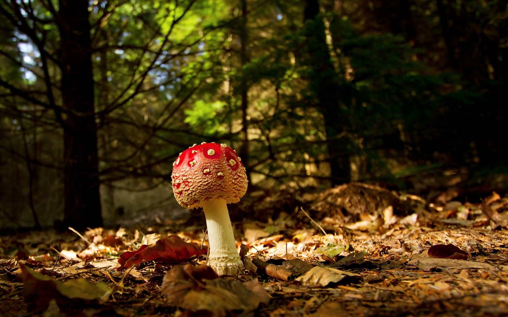 Amanita, Nature, Laden sie das, 1920x1200 HD Desktop