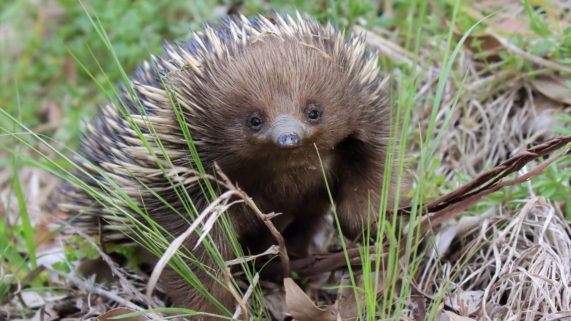 Curious echidna, Unique mammal, Wallpaper-worthy, Fascinating creatures, 1920x1080 Full HD Desktop