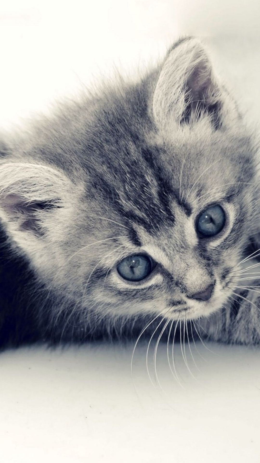 gray tabby kitten, blue-eyed kitten, long white whiskers, Full HD Phone wallpaper
