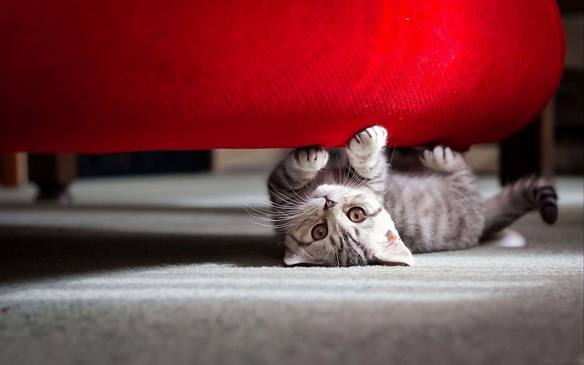 Playful silver tabby kitten, Bright red sofa underside, Indoor carpeted floor, HD Desktop wallpaper