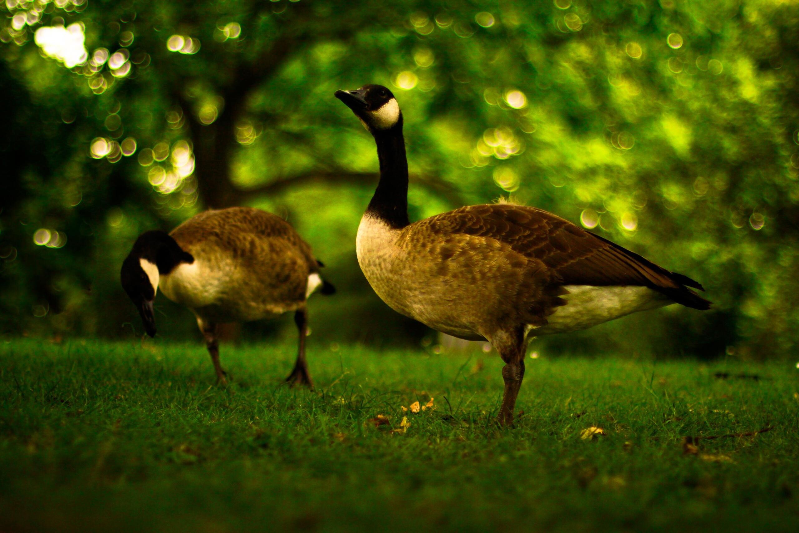 Majestic Canada geese, HD backgrounds, Wondrous wildlife, Nature's beauty, 2560x1710 HD Desktop