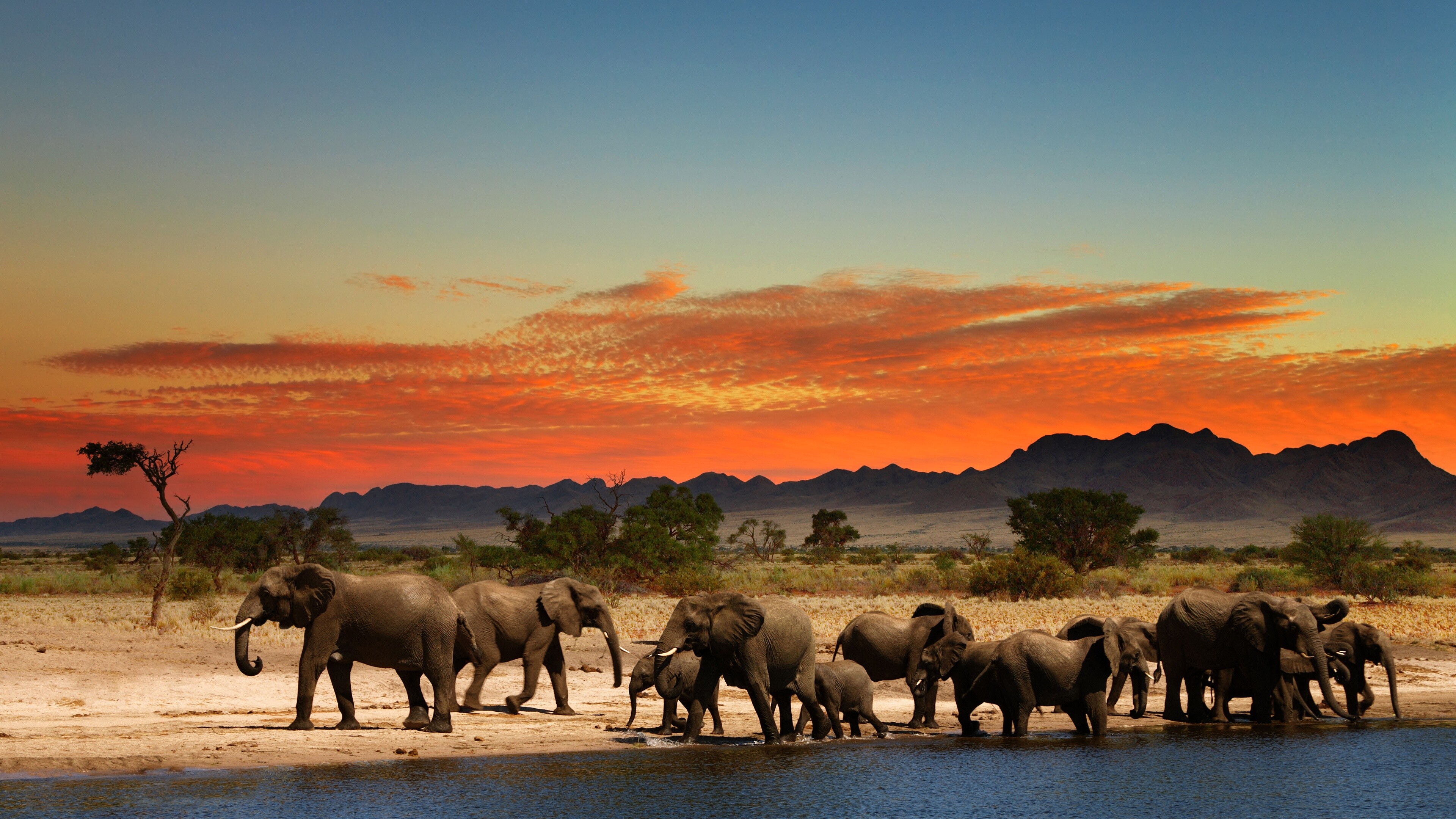 Elephant herd, Elephants Wallpaper, 3840x2160 4K Desktop