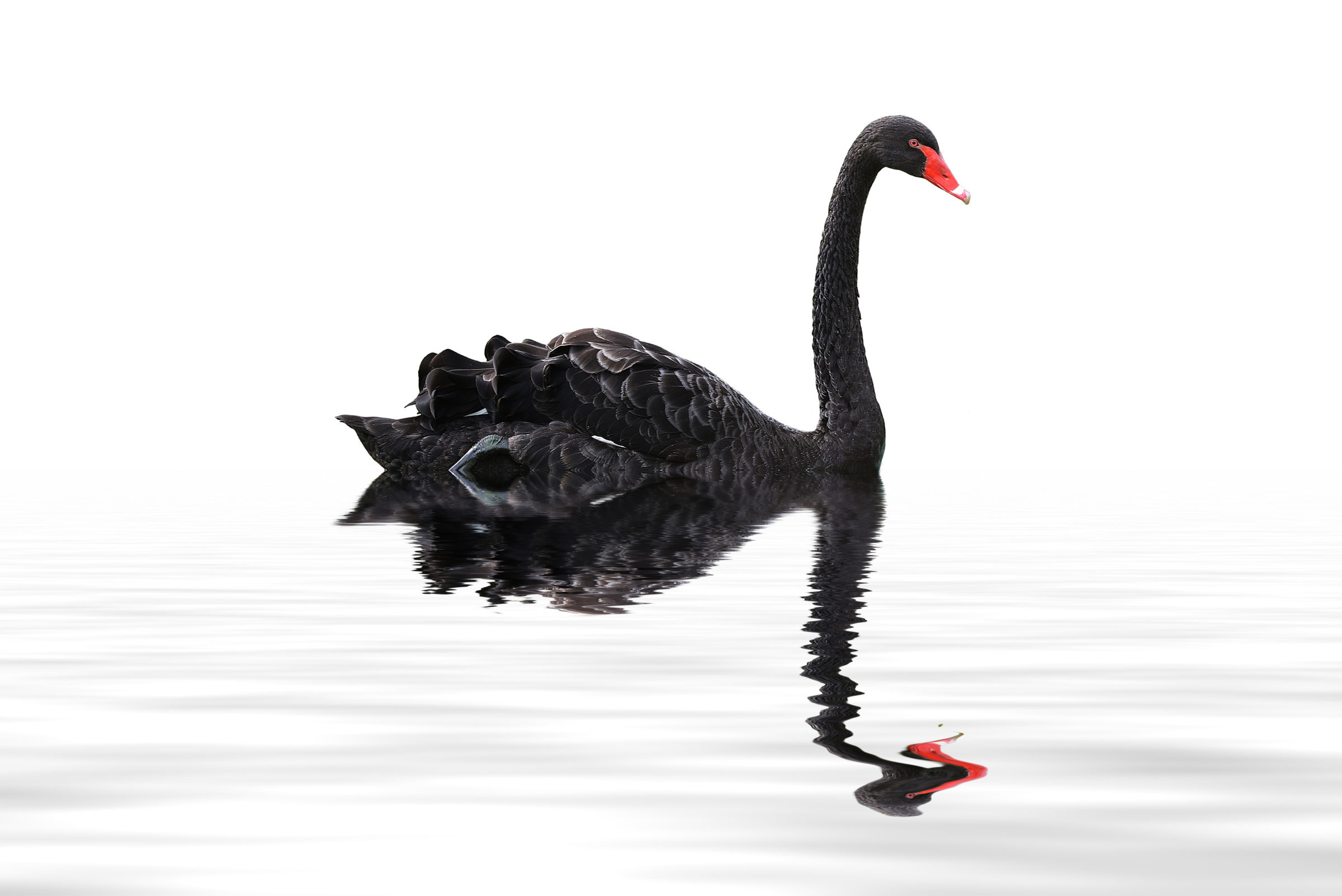 Swan, Animals, Venture investing, Performance, 2400x1610 HD Desktop