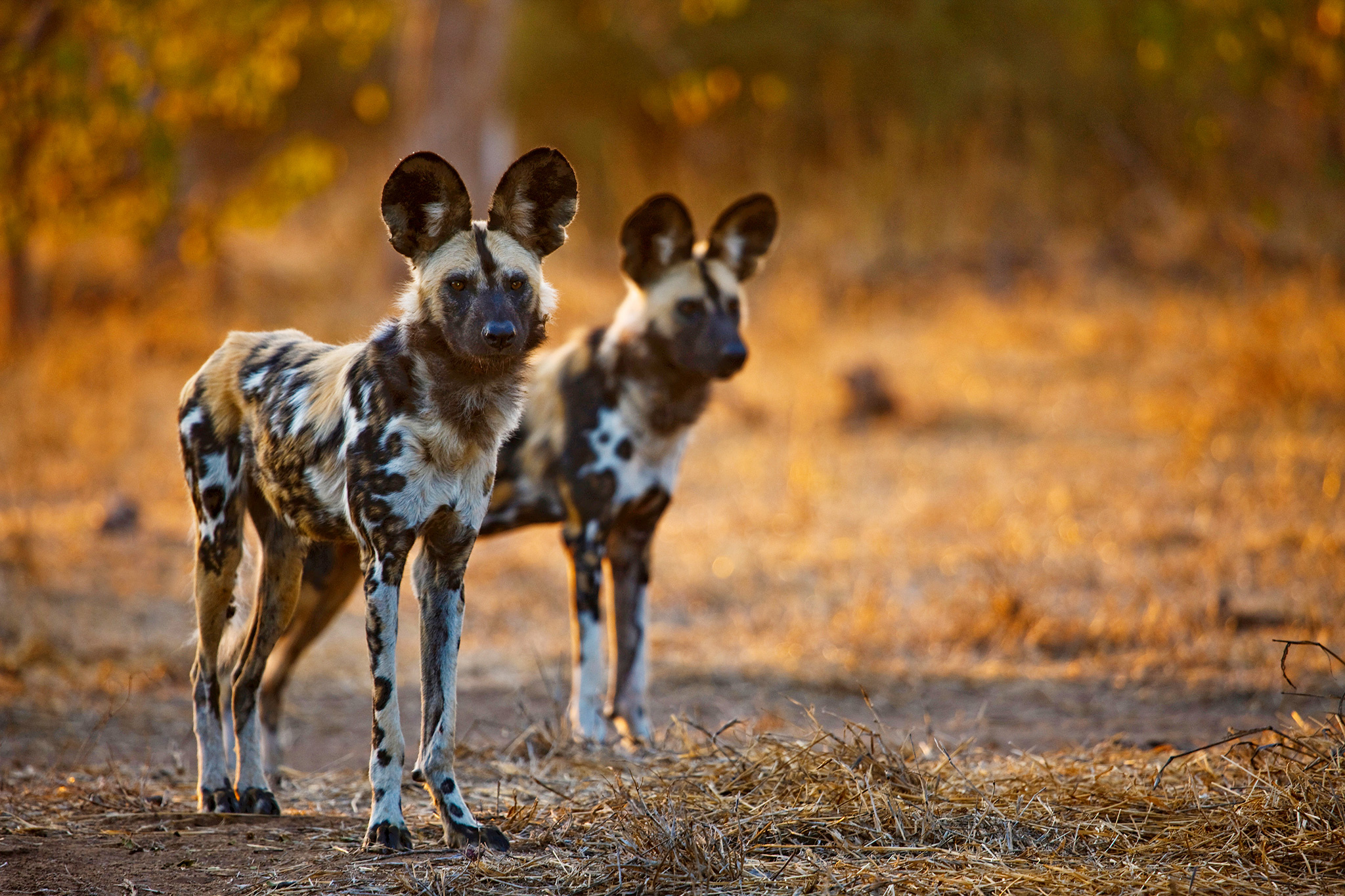 African wild dog, HD wallpapers, Nature's elegance, Wildlife beauty, 2050x1370 HD Desktop