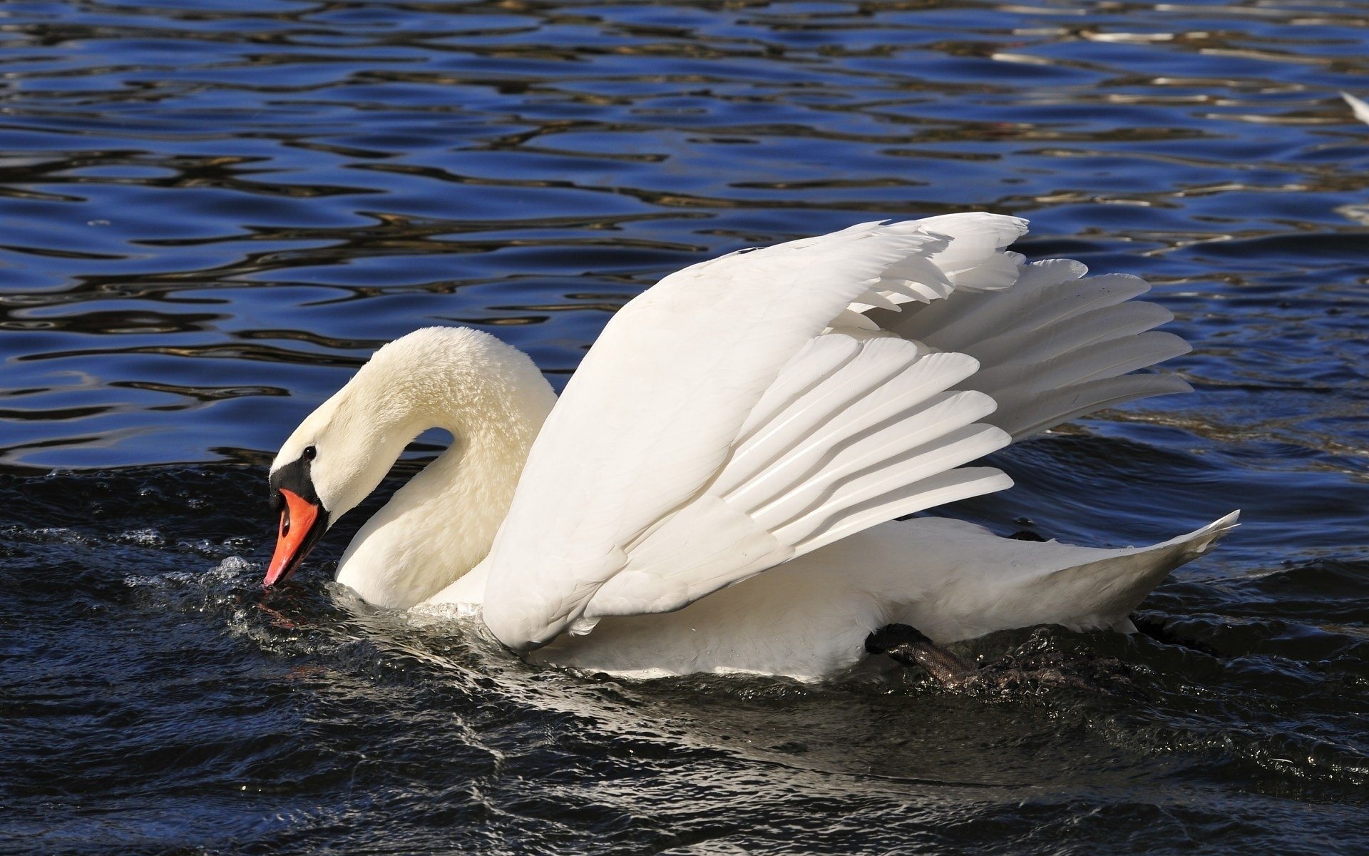 Swan, Animals, Mute swan, Desktop wallpapers, 1920x1200 HD Desktop