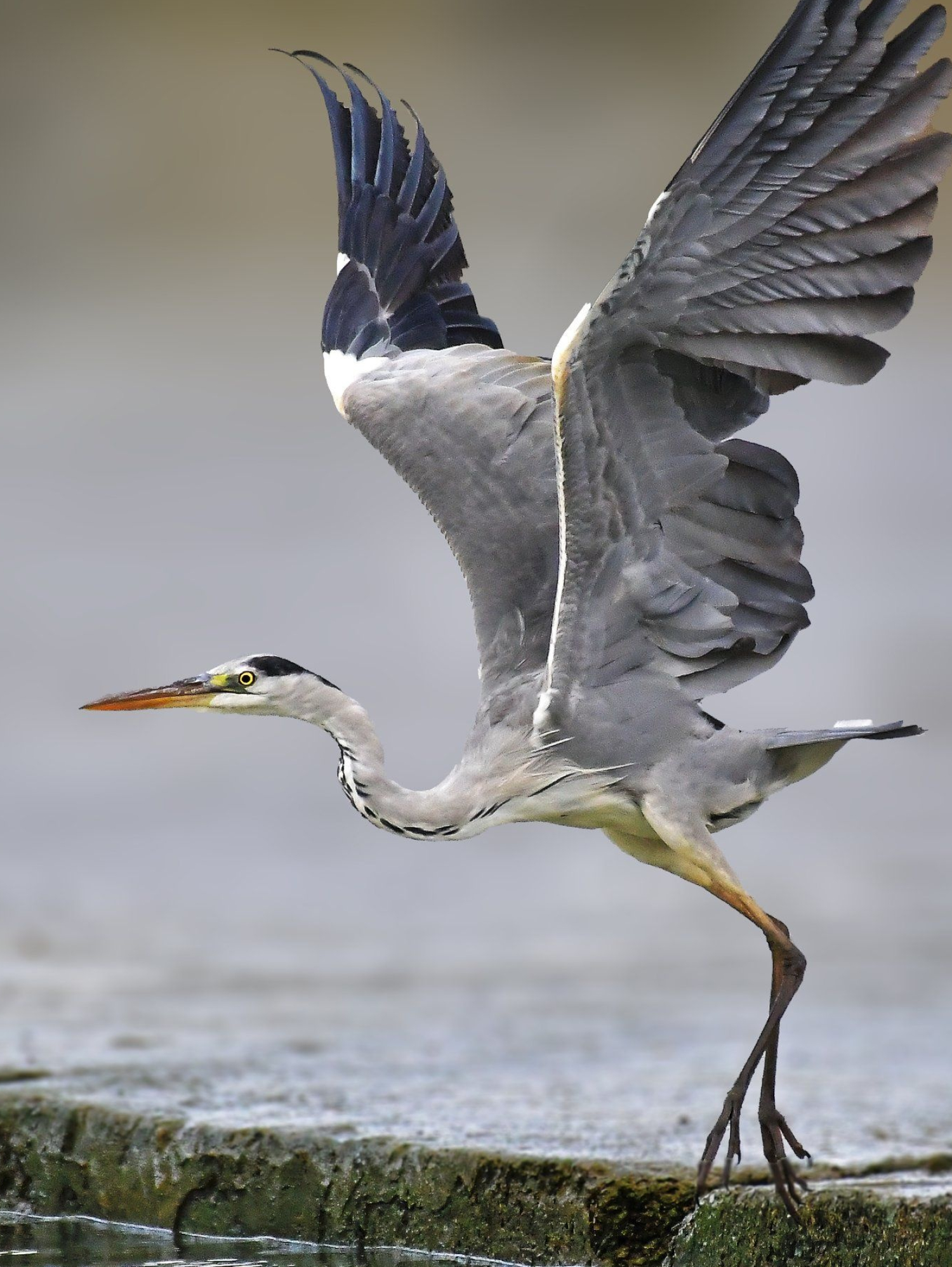 Heron, Majestic bird, Tranquil nature, Avian beauty, 1500x2000 HD Phone