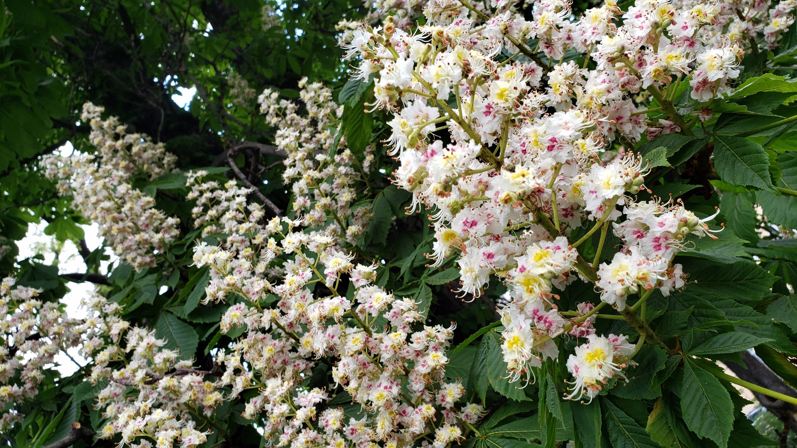 Buckeye Tree, Surprising variety, Small but mighty, Global presence, 2560x1440 HD Desktop