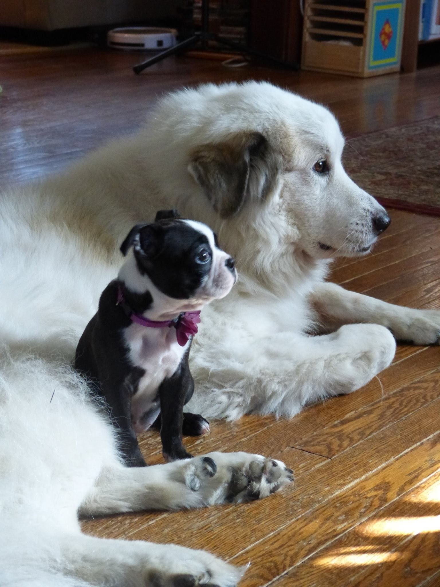 Great Pyrenees, Big Boston Bull Terrier, Boston Terrier Puppy, Boston Terrier Love, 1540x2050 HD Phone