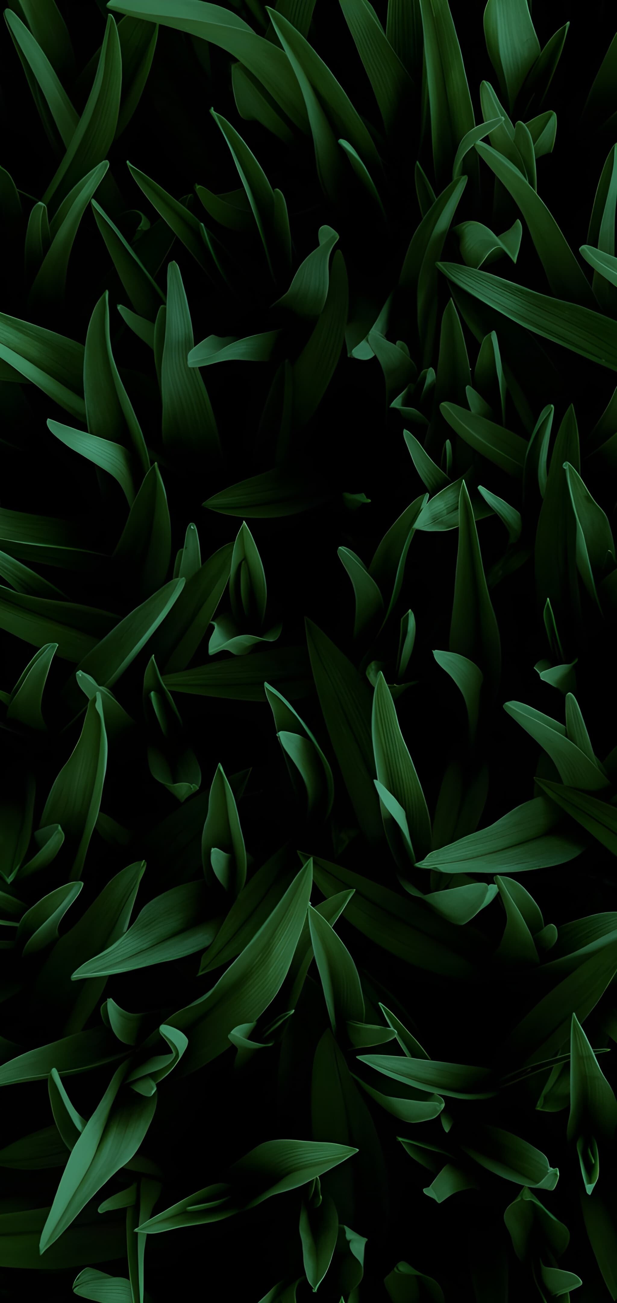 2050x4320 Phone Wallpaper