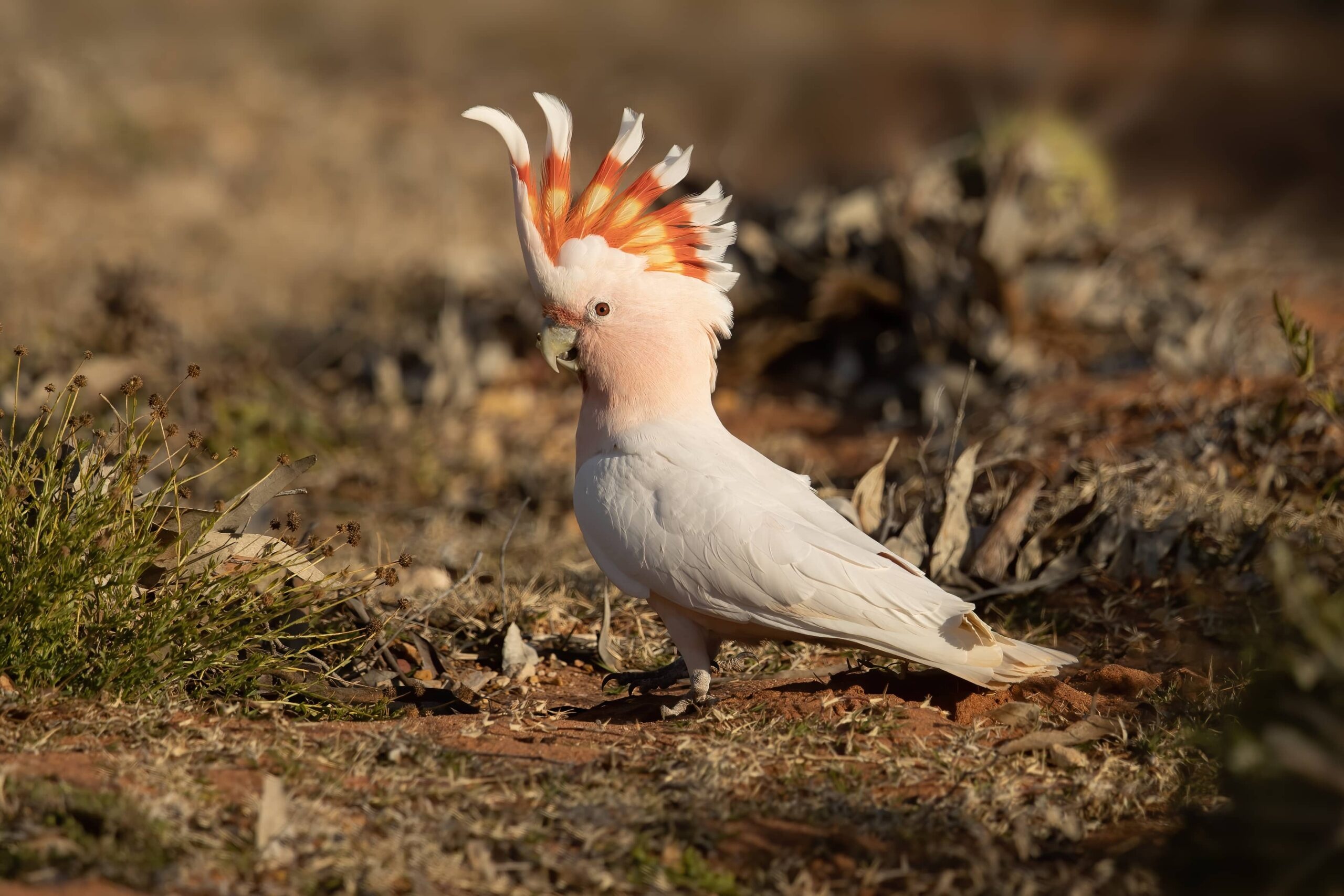 Cockatoo, Animals, Best Pets, 2022, 2560x1710 HD Desktop