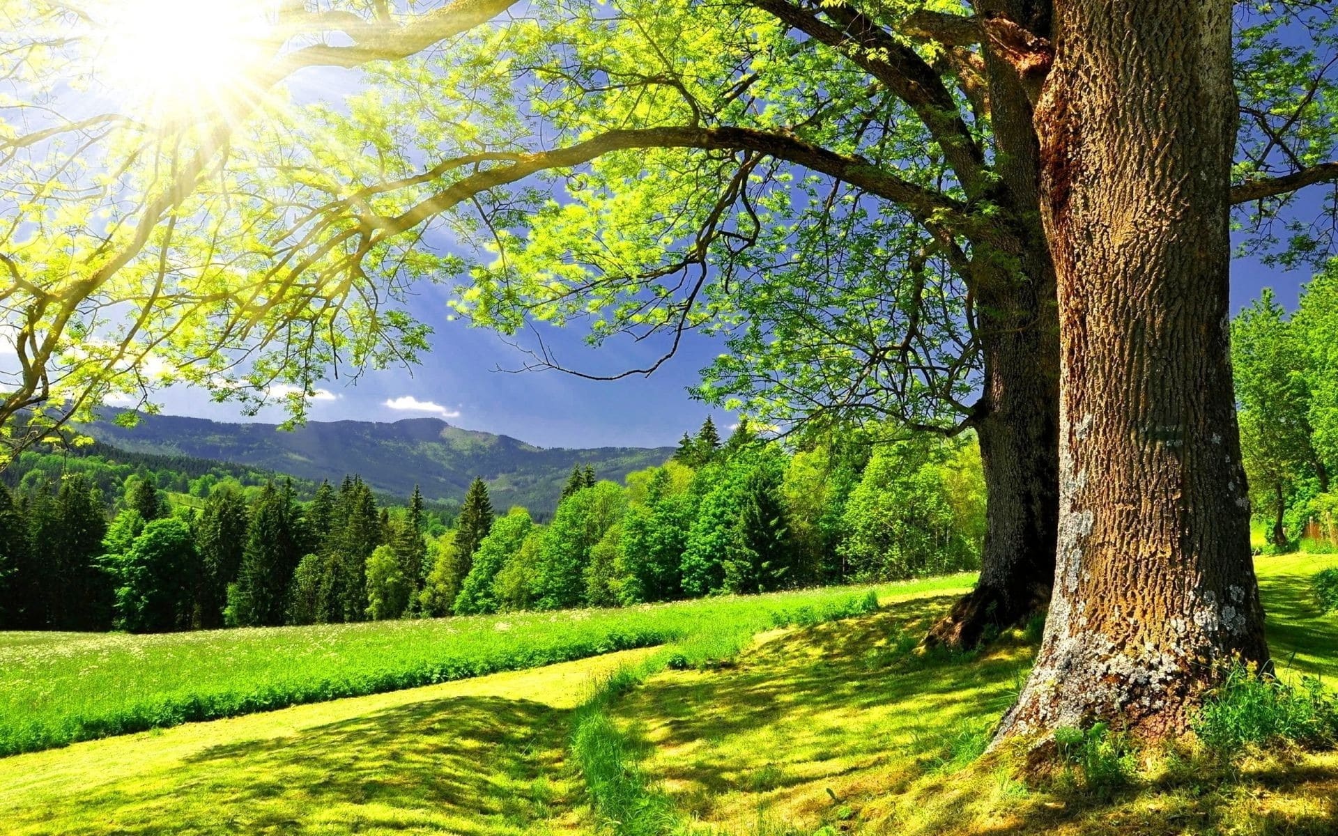 mature leafy tree trunk, bright sunburst through branches, rolling green summer meadow, HD Desktop wallpaper