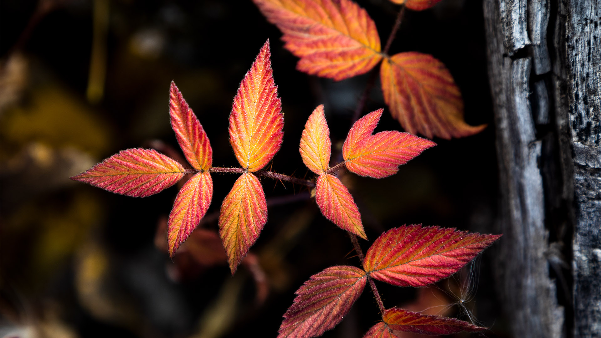 Autumn leaves, For Computer Wallpaper, 1920x1080 Full HD Desktop