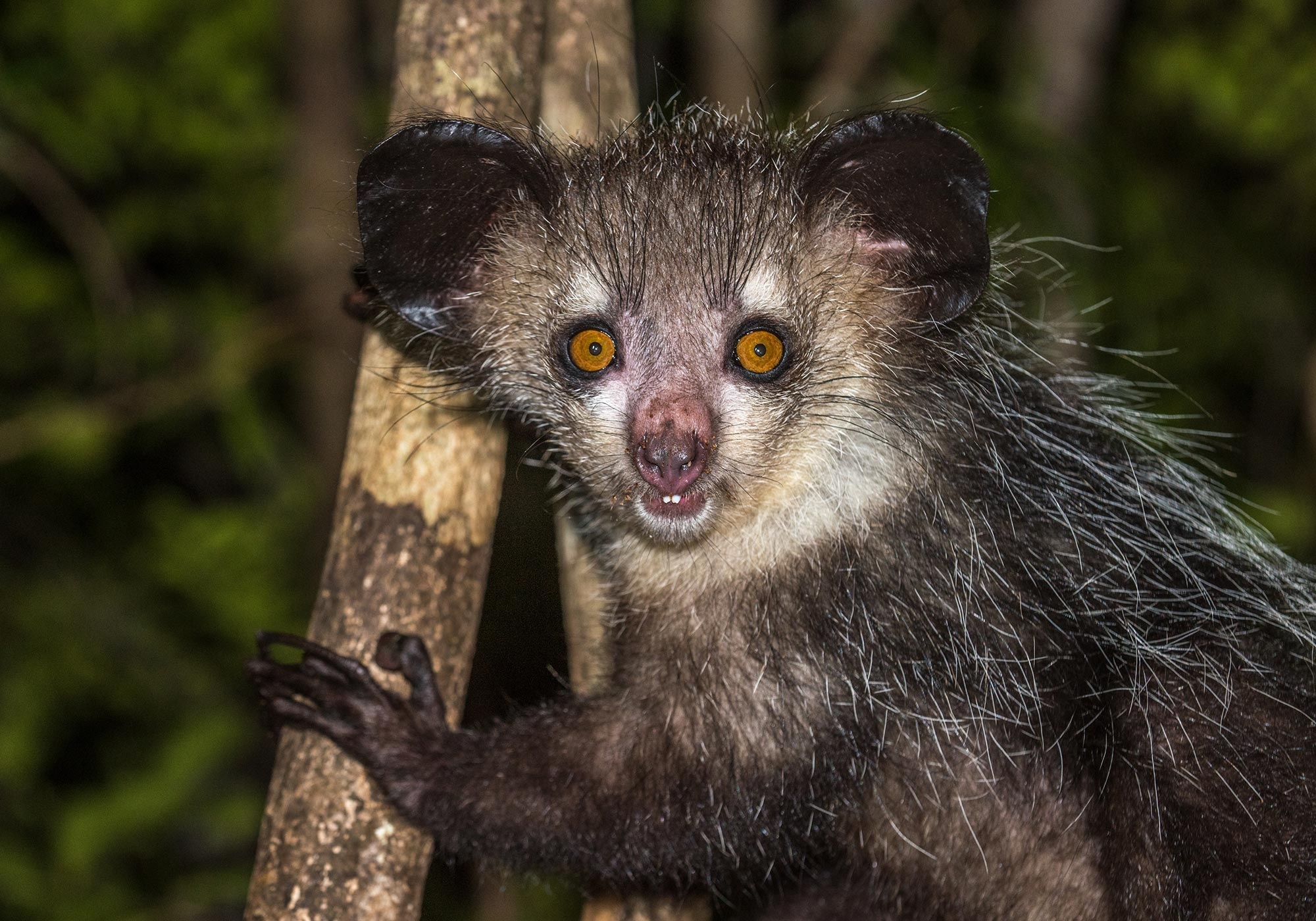 Extra finger discovery, Aye Aye's unique feature, World's weirdest primate, Bizarre adaptation, 2000x1400 HD Desktop