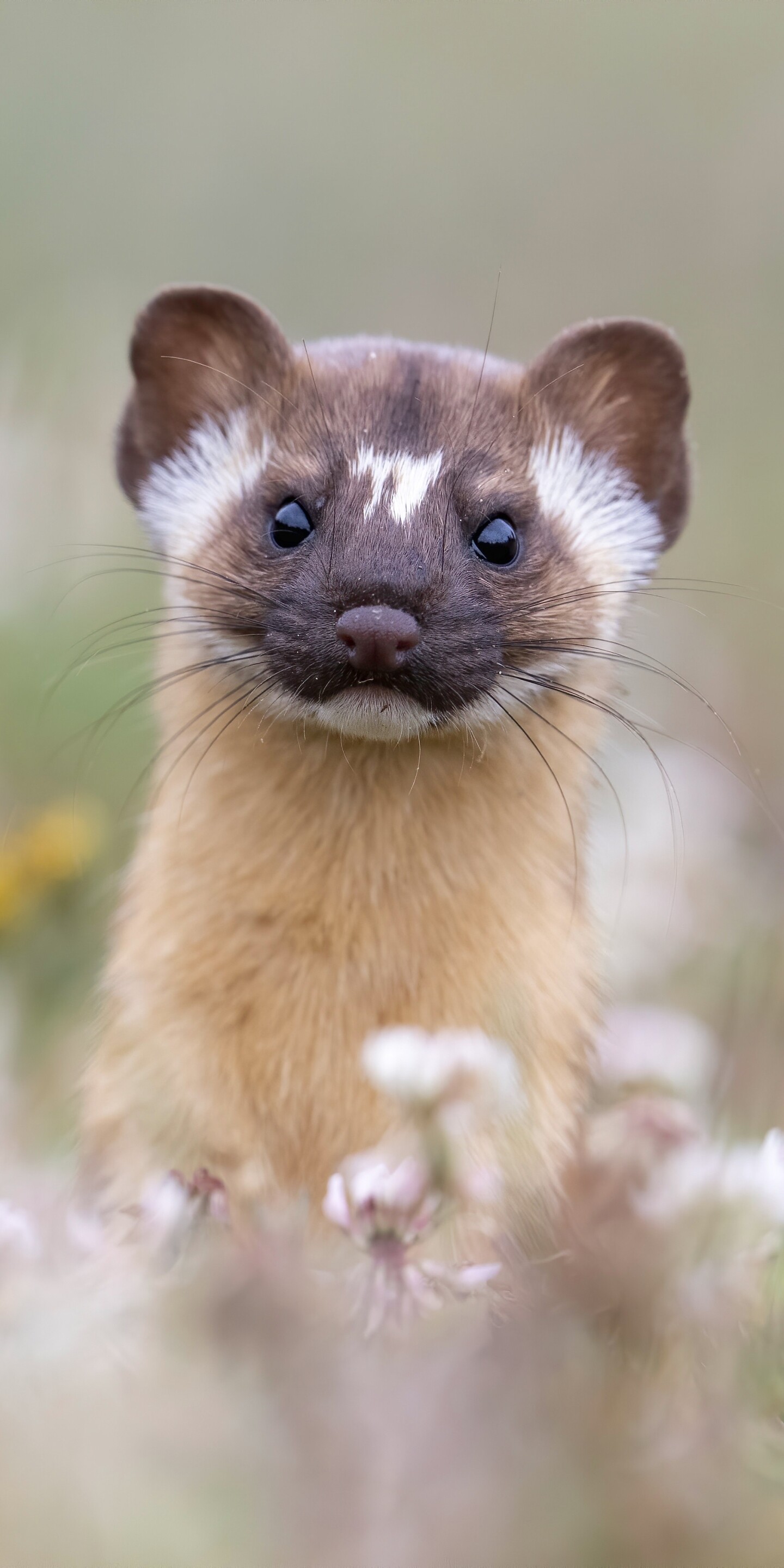 Marten, Ferrets Wallpaper, 1440x2880 HD Phone