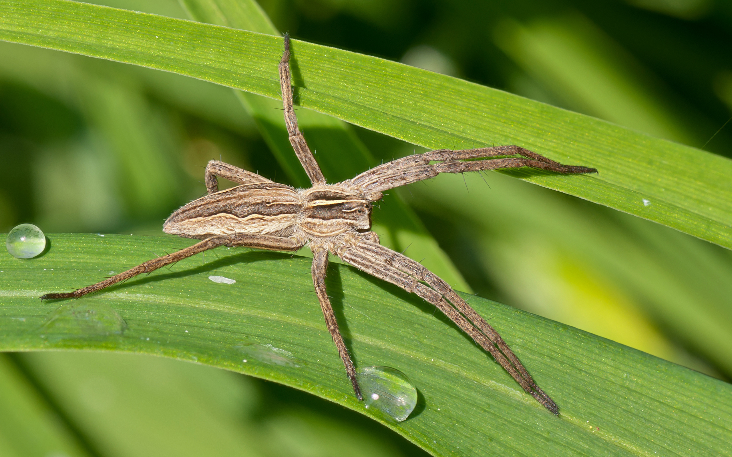 Free spider wallpapers, Nature's wonders captured, High quality backgrounds, HD images, 2560x1600 HD Desktop