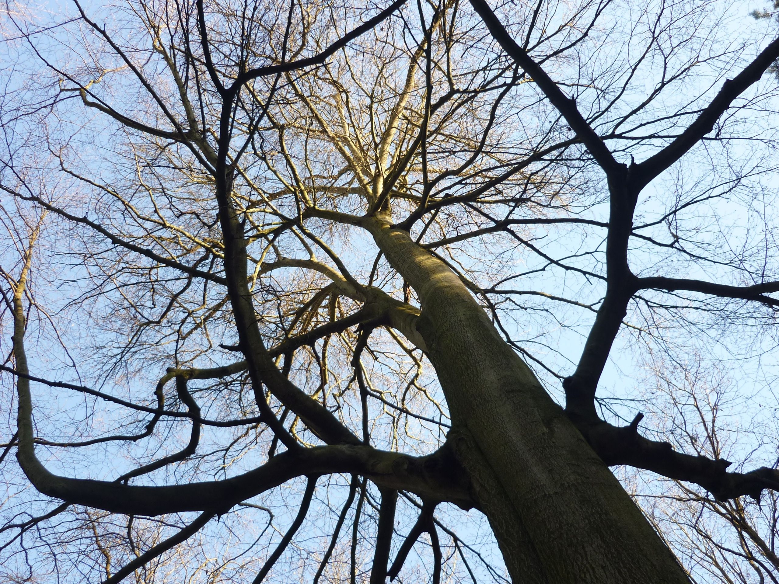 Old beech tree, Frankfurt city forest, Majestic cathedral, Germany's gem, 2560x1920 HD Desktop