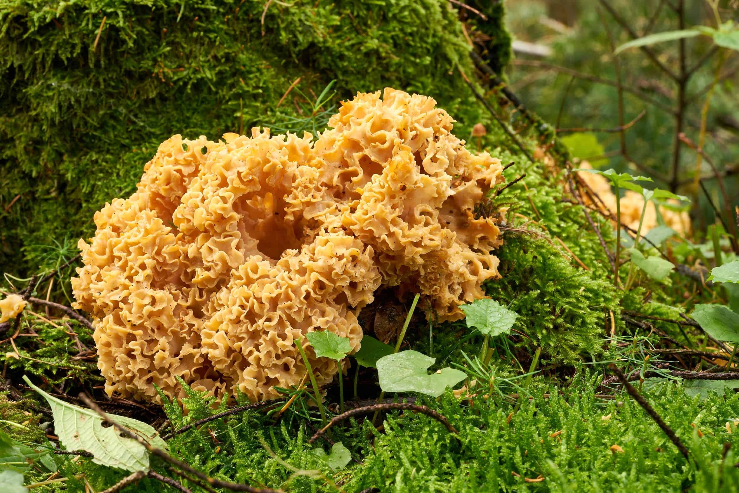 Cauliflower mushrooms introduction, Mushroom knowhow, Food, 2510x1680 HD Desktop