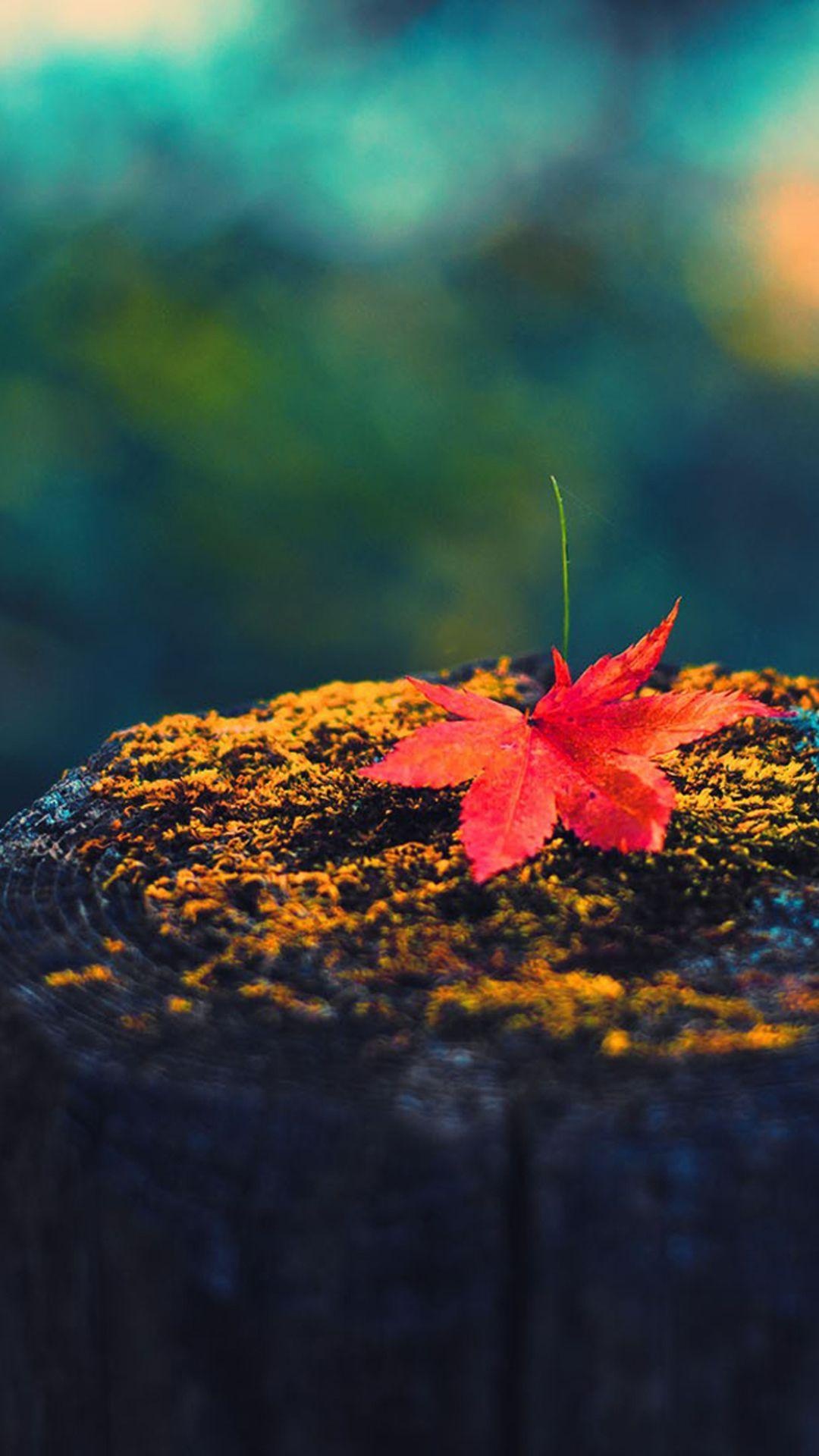 red Japanese maple leaf, mossy tree stump, blurred teal forest, Full HD Phone wallpaper