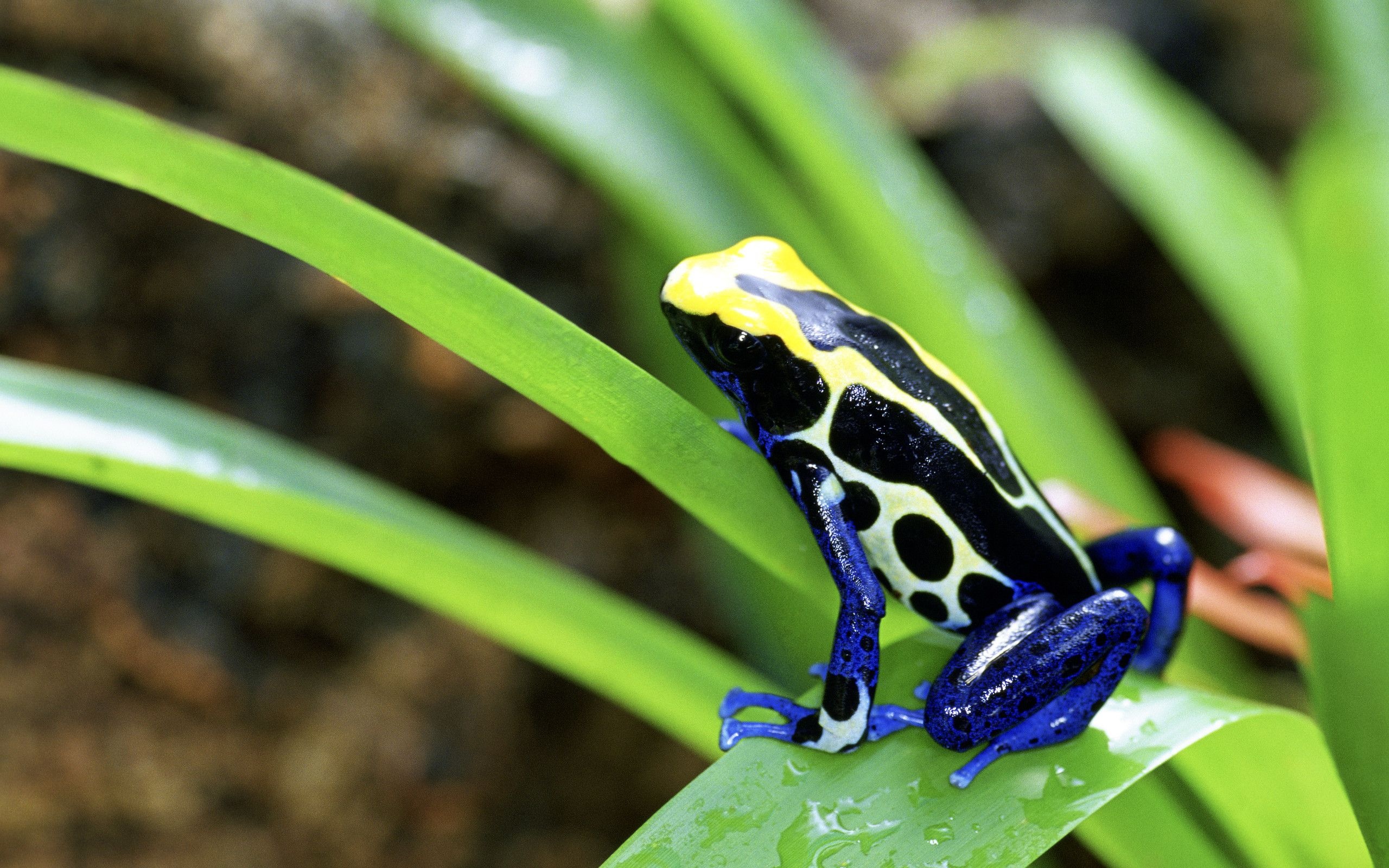 Poison dart frog wallpapers, Striking colours, Tropical beauty, Eye-catching selection, 2560x1600 HD Desktop