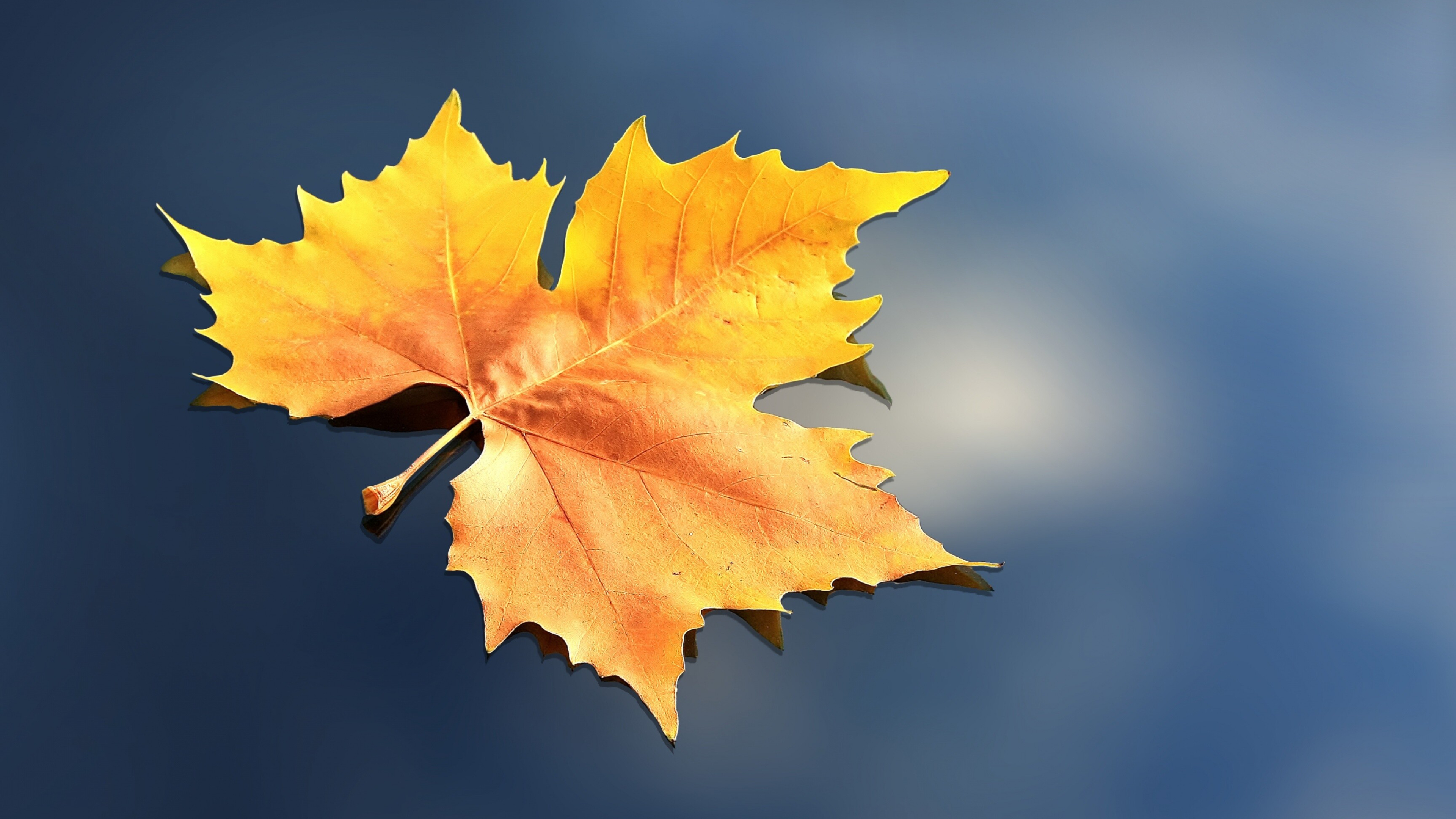 Maple, Leaves Wallpaper, 3840x2160 4K Desktop