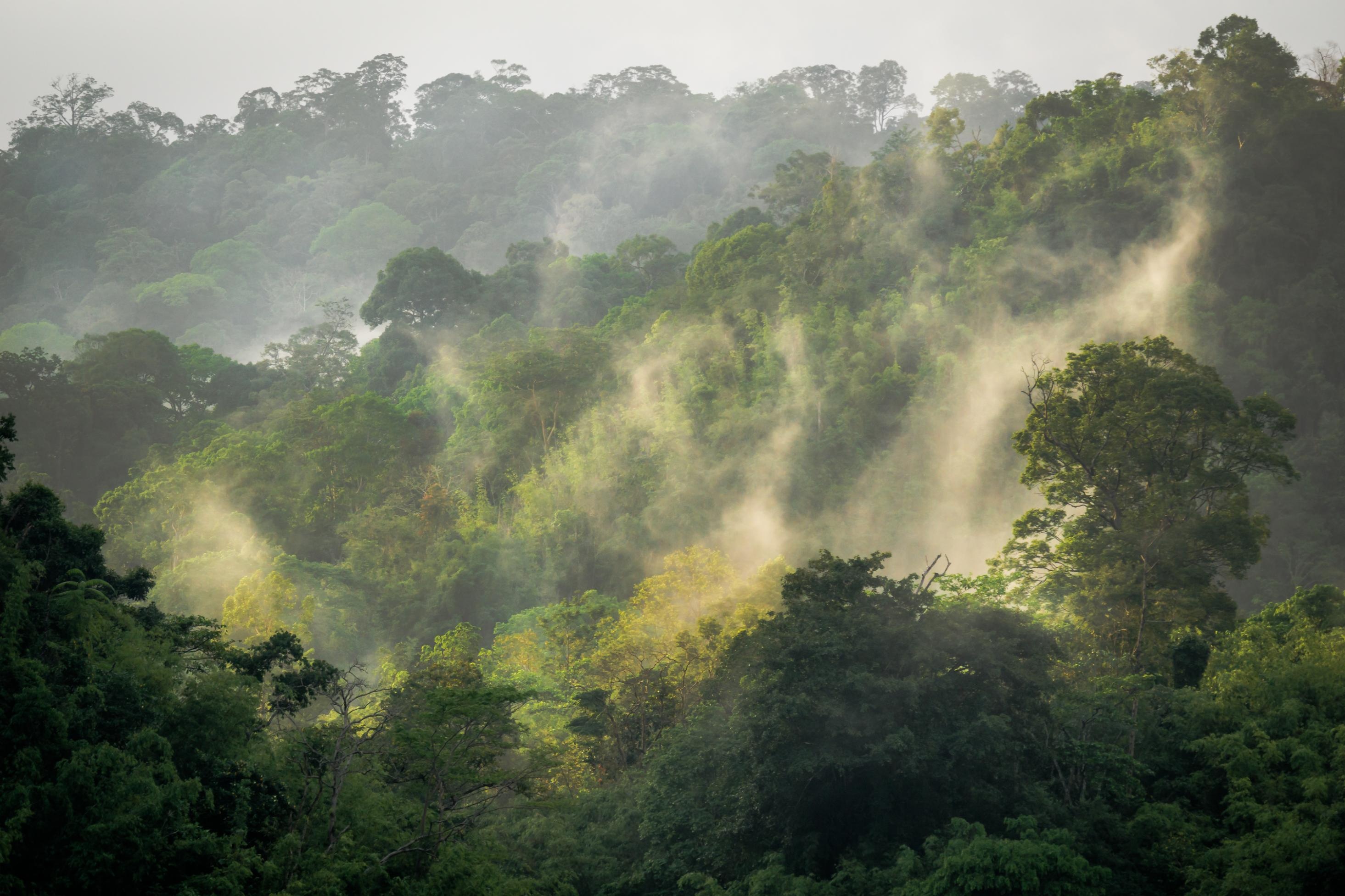 Belum-Temengor Reserve, Amazon Rain Forest Wallpaper, 2930x1960 HD Desktop