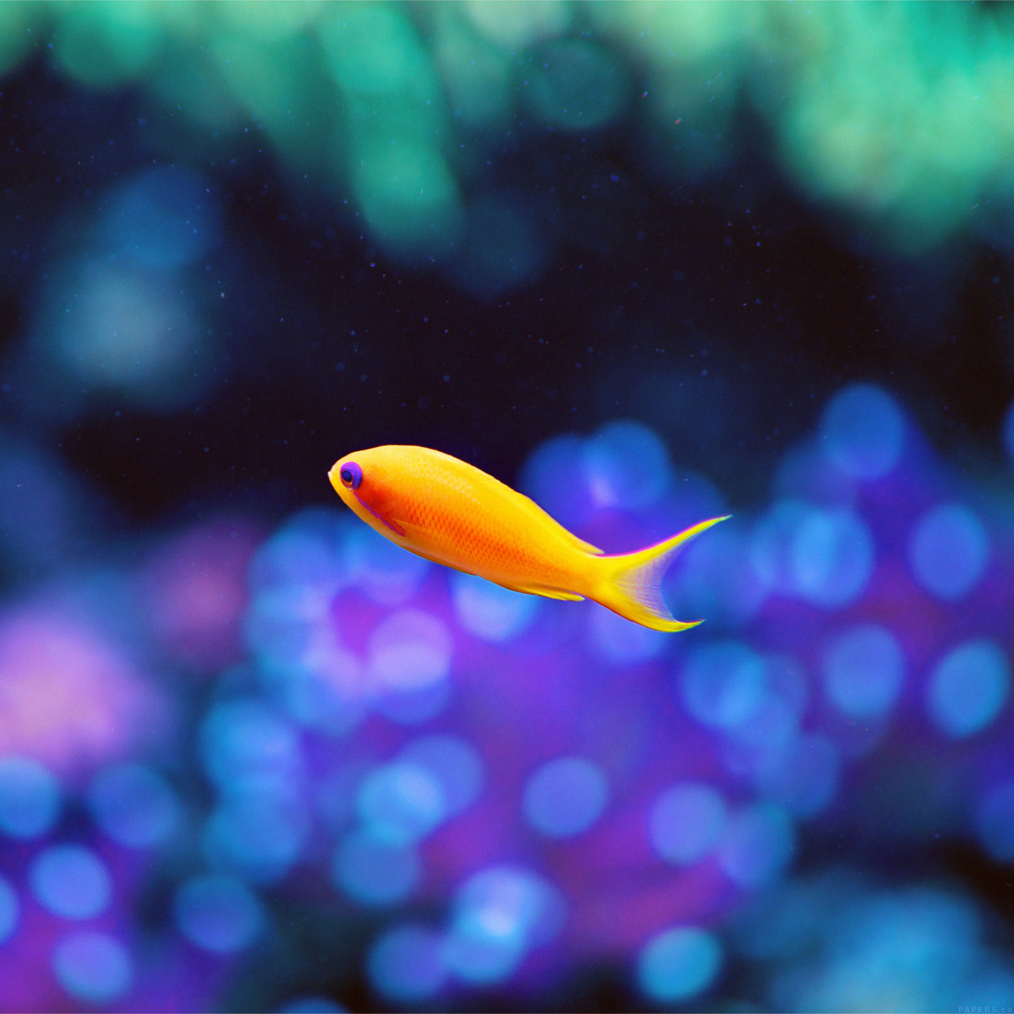 Orange anthias, Purple reef bokeh, Teal coral blur, HD Phone wallpaper