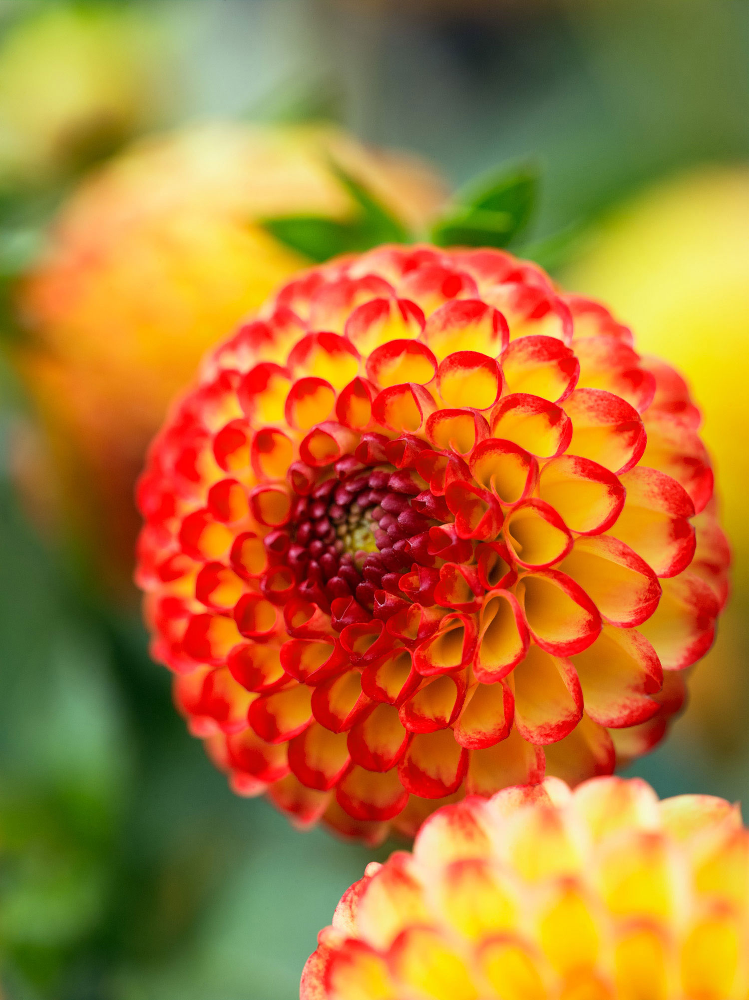 Pompon Dahlia bloom, Yellow and red petals, Blurred green garden background, HD Phone wallpaper