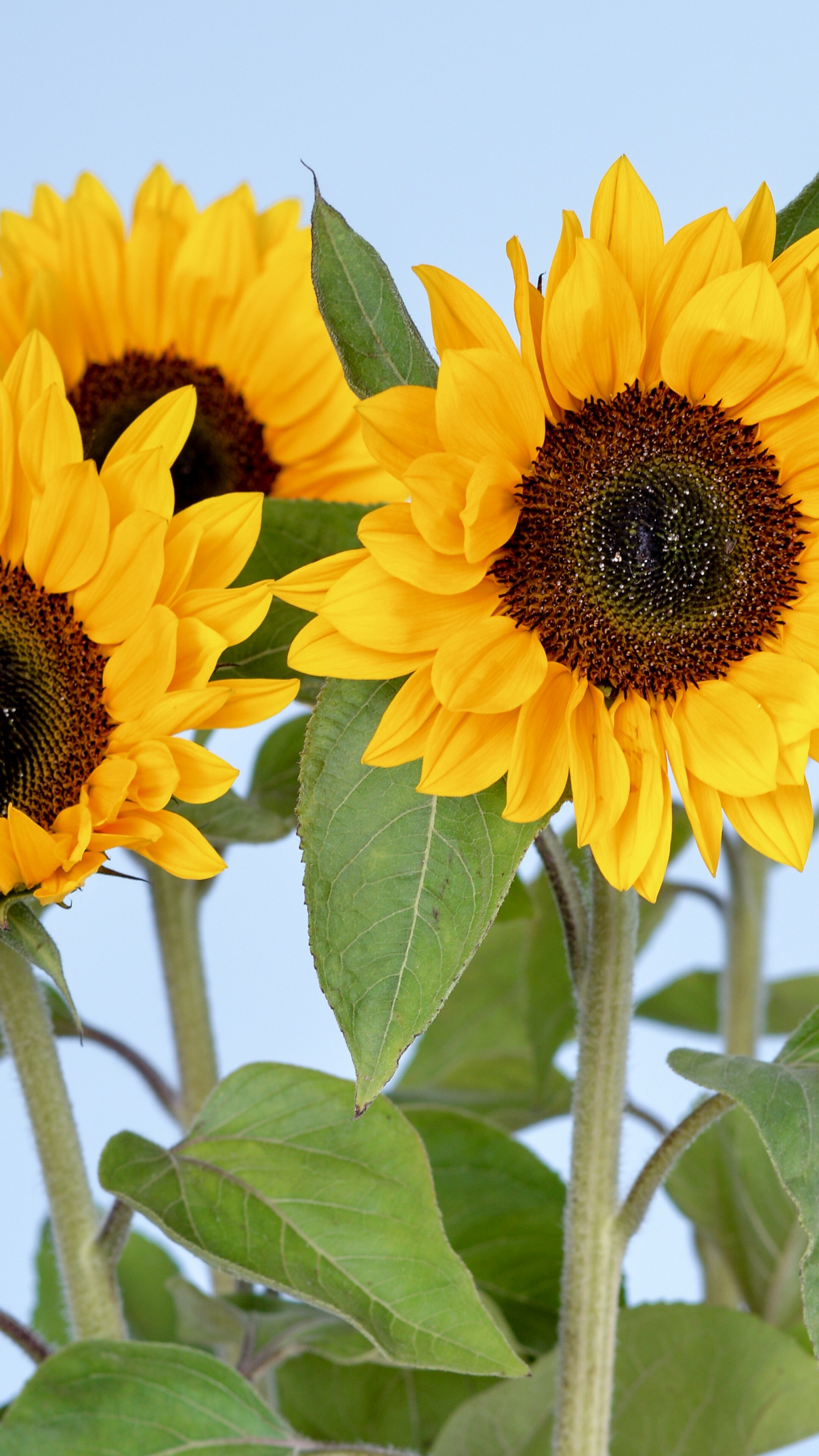 Sunflower wallpaper, Vibrant colors, Sky and flowers, Nature's beauty, 2160x3840 4K Phone