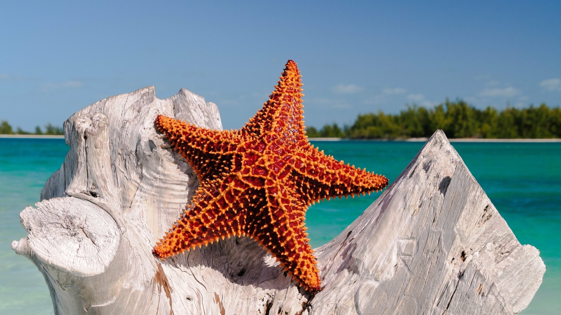 Starfish, Underwater creatures, Ultra HD 4K, Ocean beauty, 1920x1080 Full HD Desktop