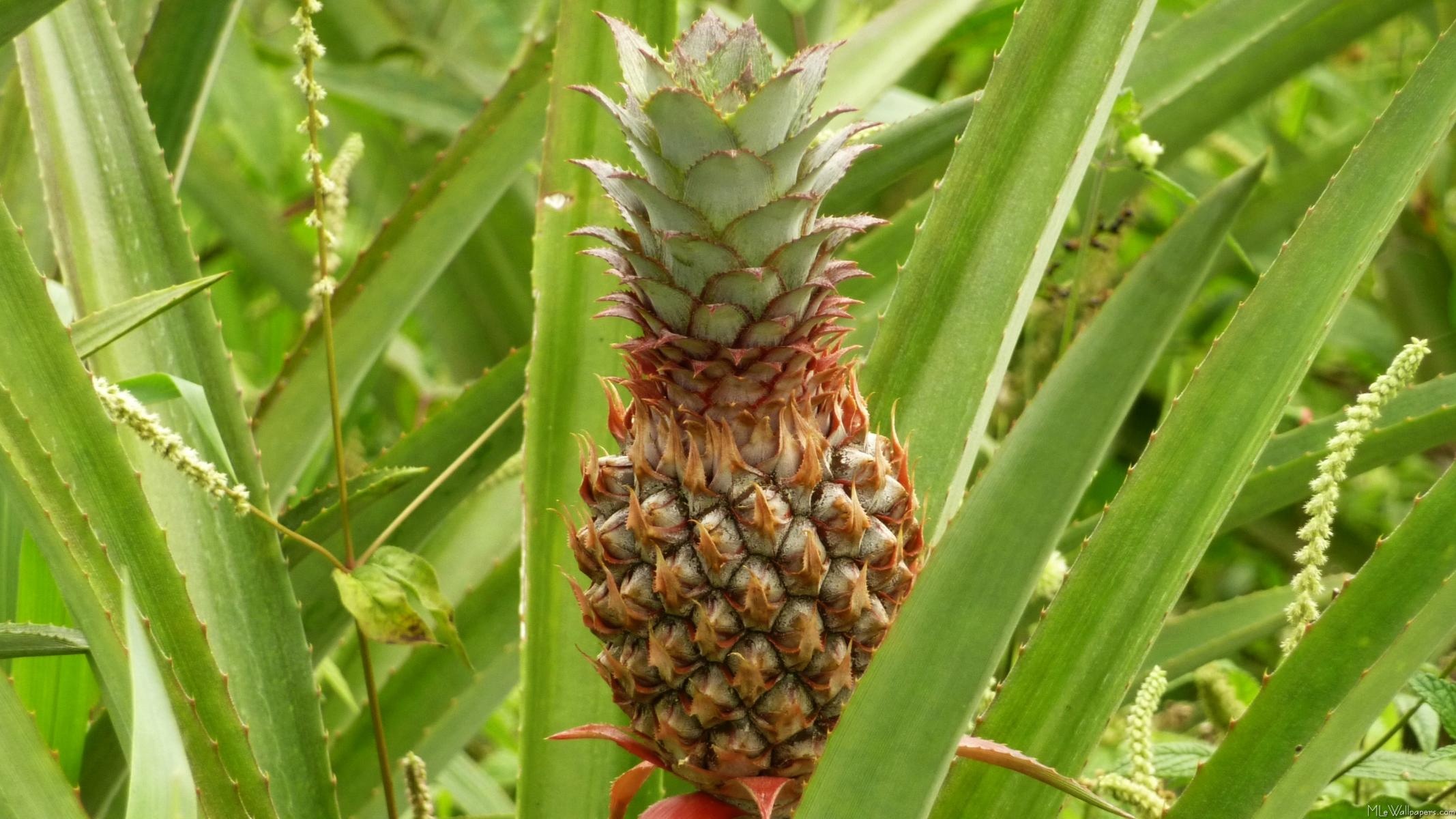 Wild pineapple discovery, Tropical rainforests, Edible bromeliad, Exotic plant, 2140x1200 HD Desktop