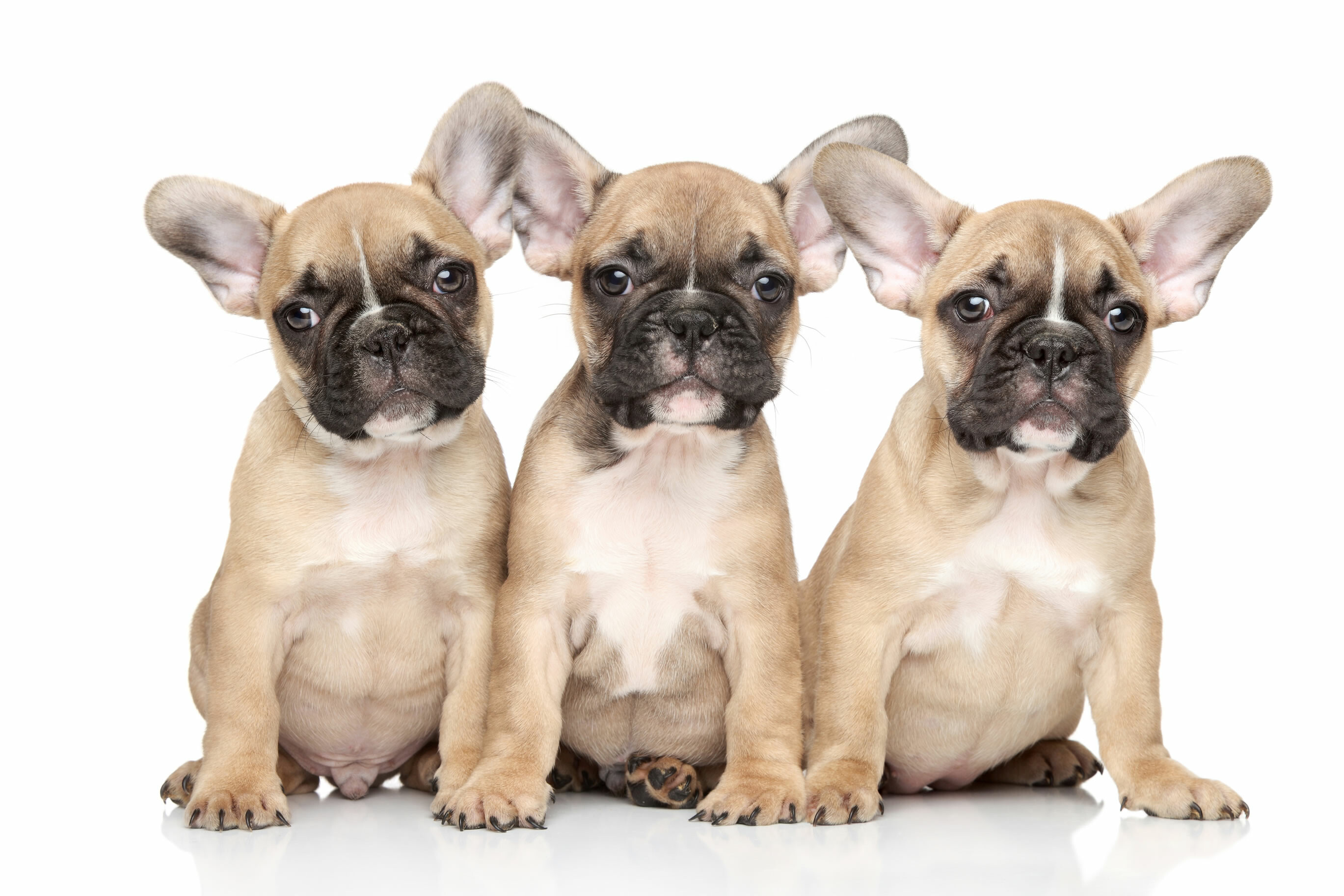 Siblings, French Bulldogs Wallpaper, 2740x1830 HD Desktop