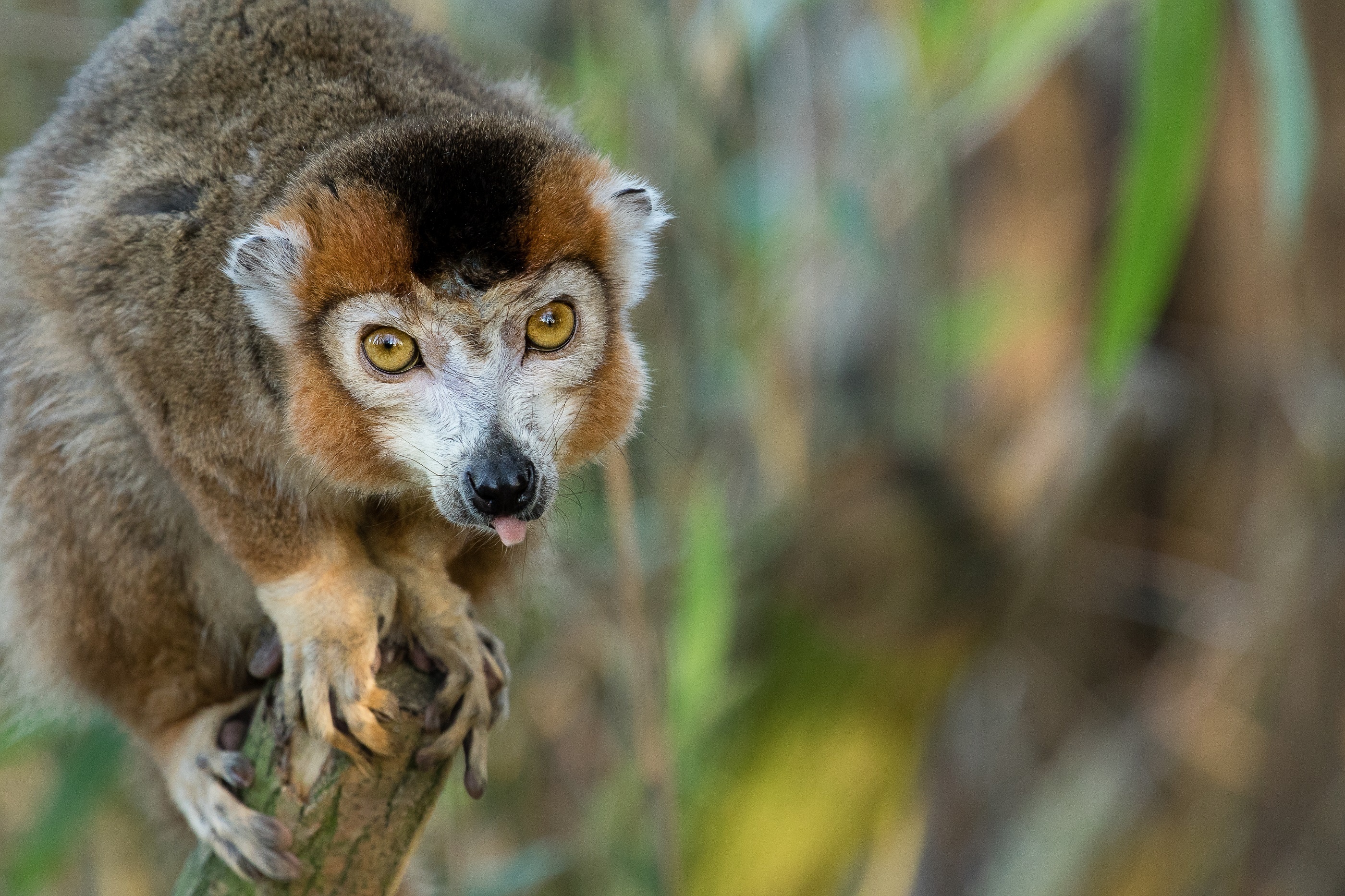 The crowned, Lemurs Wallpaper, 2800x1870 HD Desktop