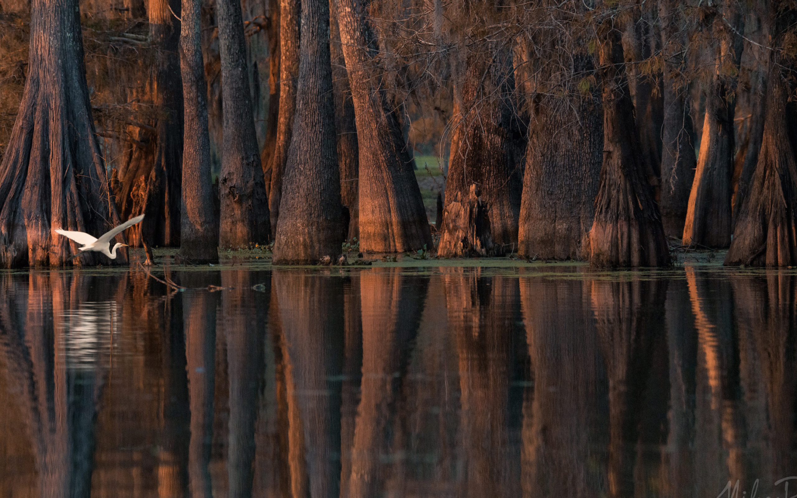 Lake Martin, Cypress Tree Wallpaper, 2560x1600 HD Desktop